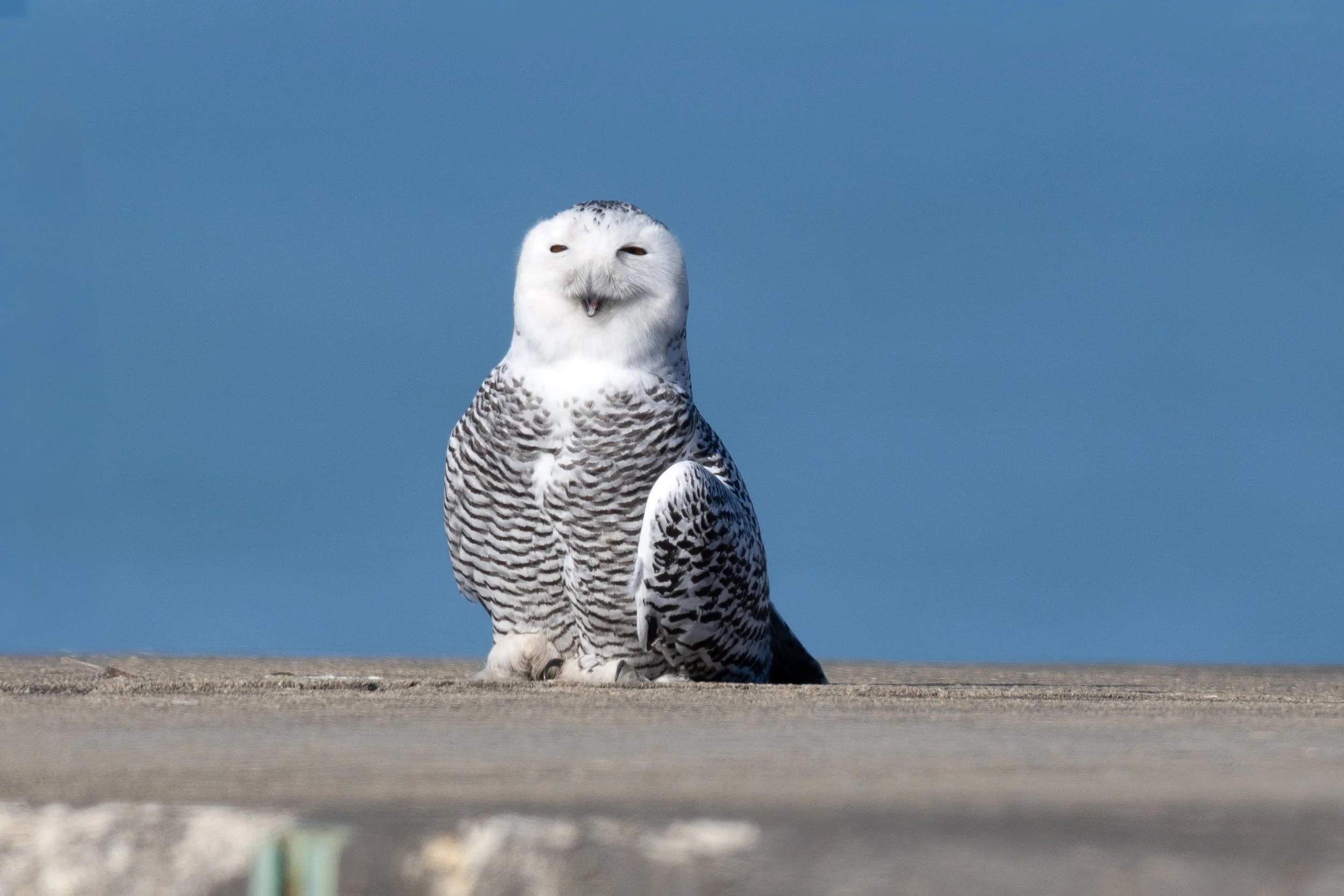 Snowy Owl - A Moment of Joy