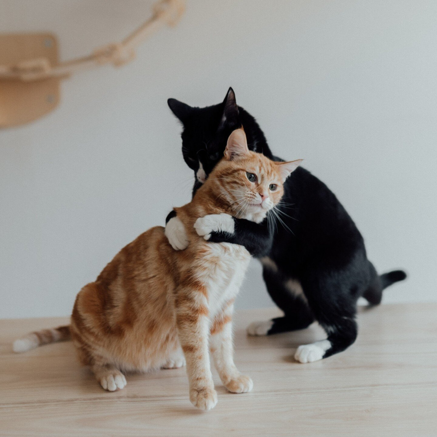 Truly the cat's meow. From pet food to veterinary care, our #BrodskyNeighbors program means plenty of perks for our furry residents as well. Tap our Link in Bio for a full list of discounts and privileges for pets.