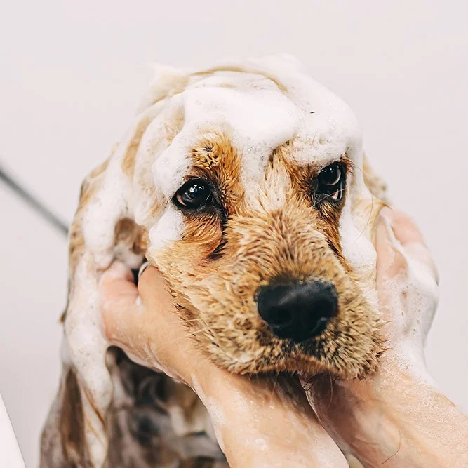 dog shampoo.jpg