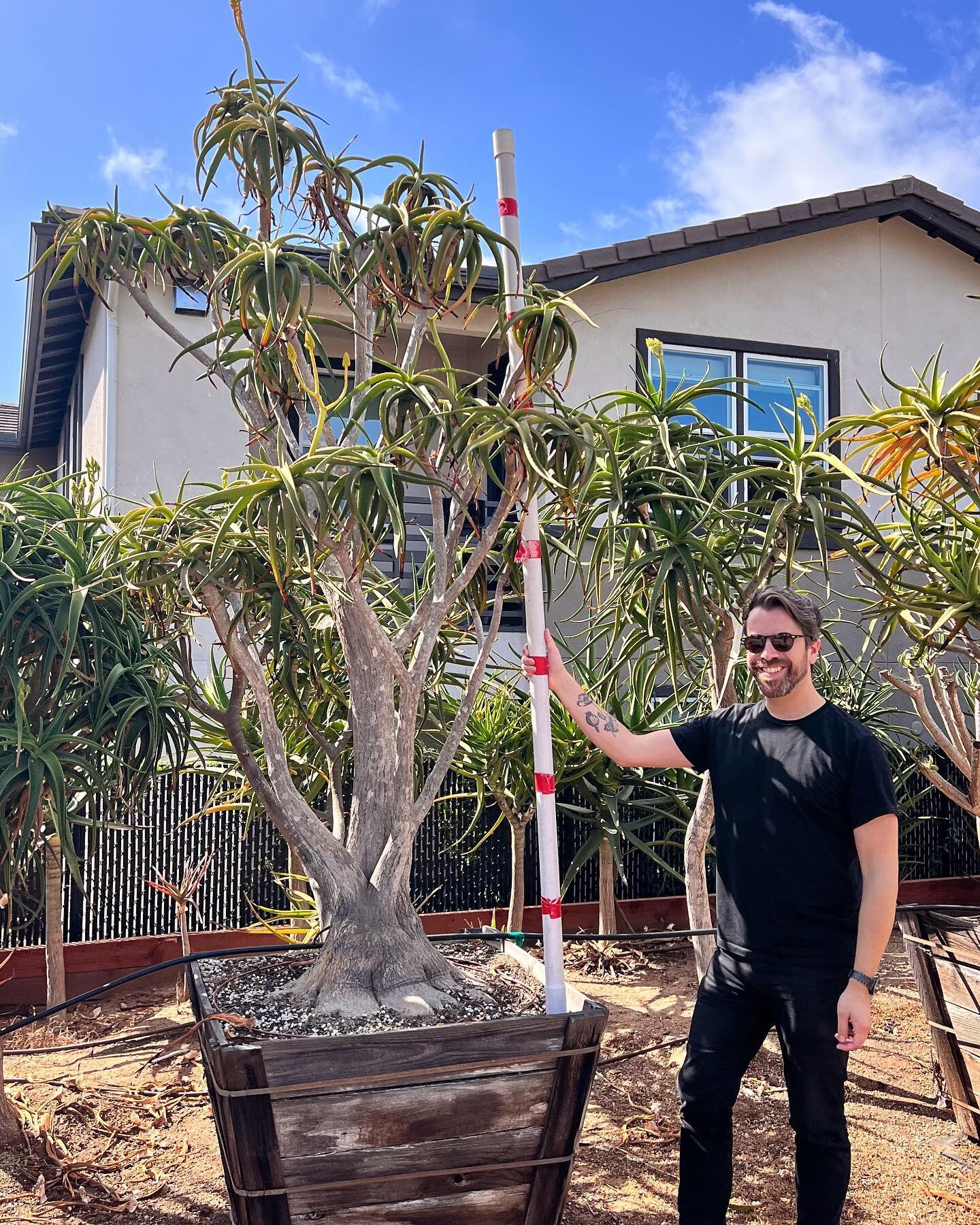 Tagging Tree Aloe (Aloe tongaensis &ldquo;Medusa&rdquo; trees) in San Diego for a project.