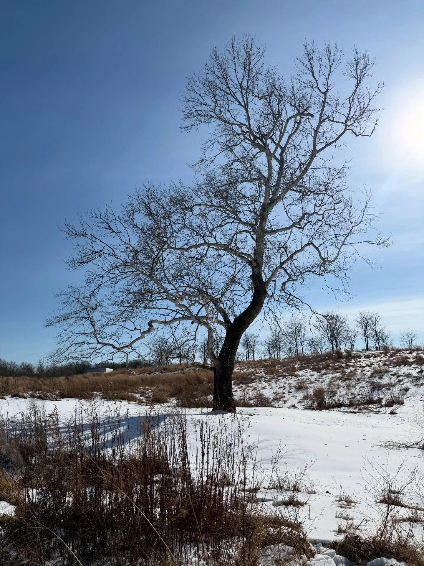 A beautiful winter day at Glenstone.