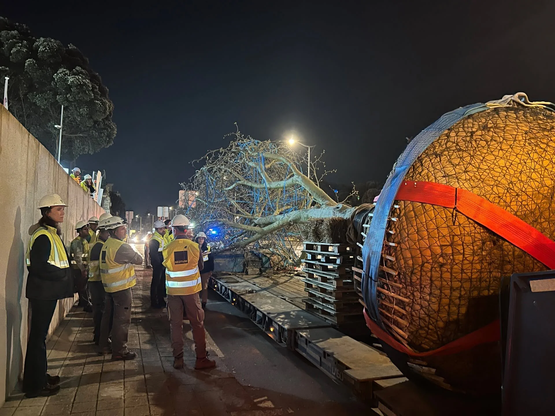 Another tree installation at our project in northern Portugal. This is the largest tree that was installed on site &ndash; a Platanus x hispanica (also known as Platanus x acerifolia) with a 10-12m height and 8-9m spread, weighing 7-8 tons.

This tre