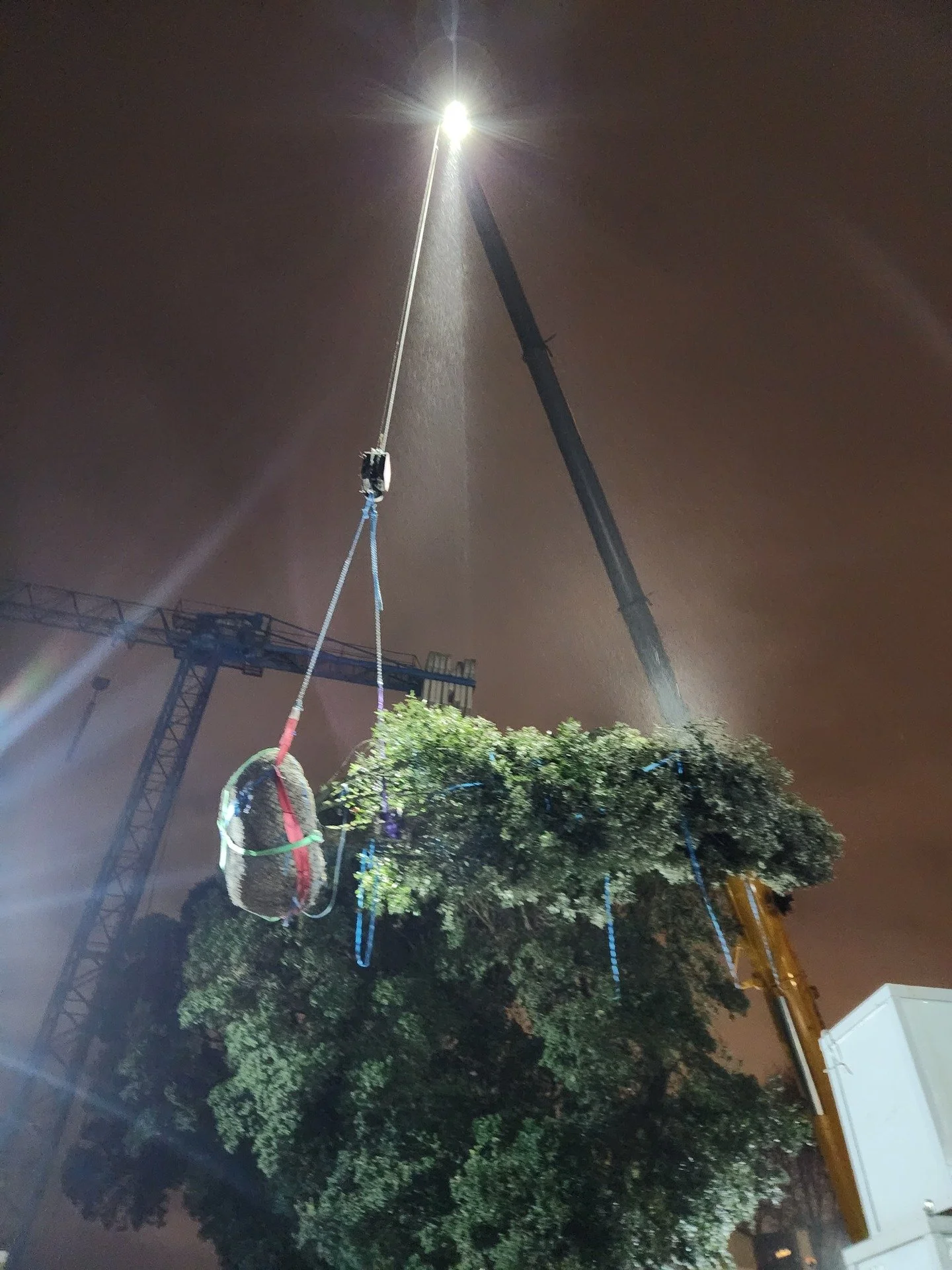 Behind the scenes...recent tree installations in northern Portugal!
Quercus ilex (Holly Oak), a great evergreen tree for withstanding coastal exposure and salt spray and native to the Mediterranean region, is being used as a screening tree along the 