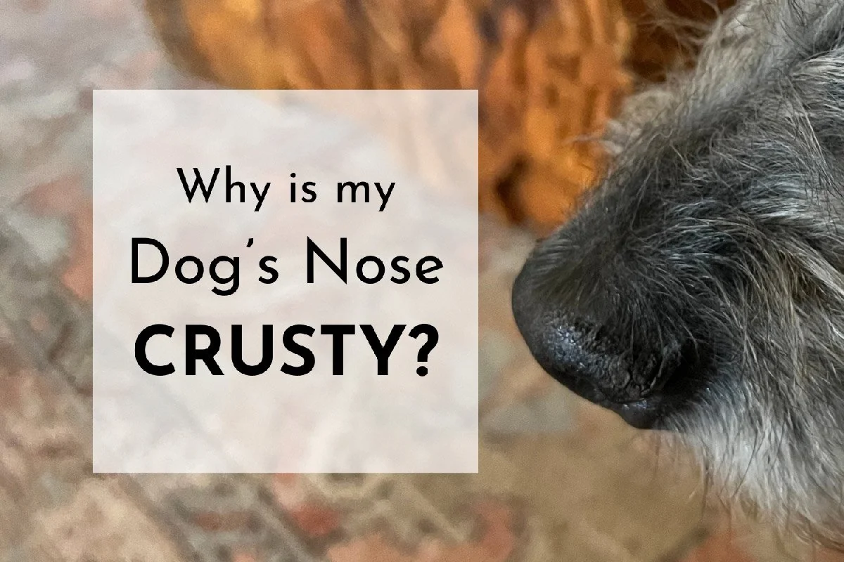 Why Is My Dog’s Nose Crusty?