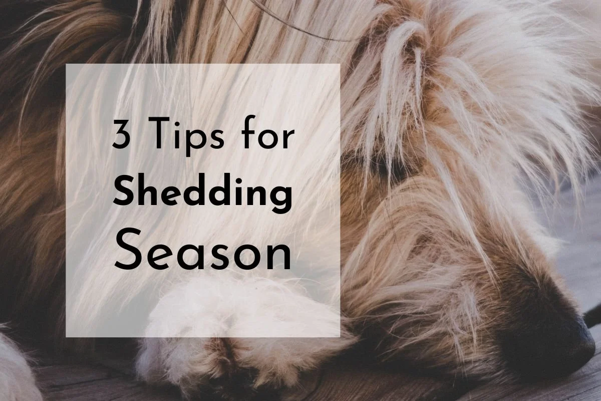 3 Tips For Shedding Dogs