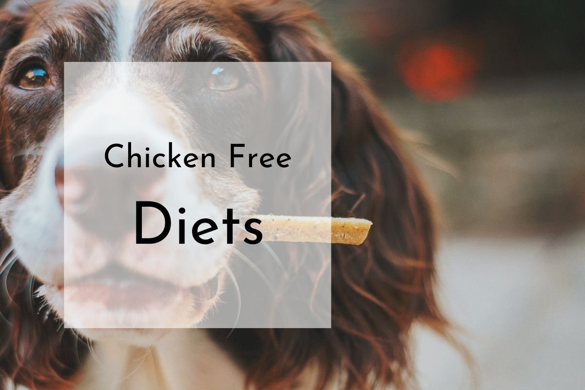 Does Your Dog Have A Chicken Allergy?