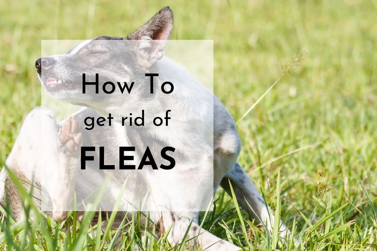Help! My Dog Has Fleas!