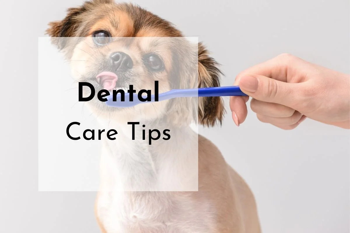 3 Ways to Clean Your Dog’s Teeth