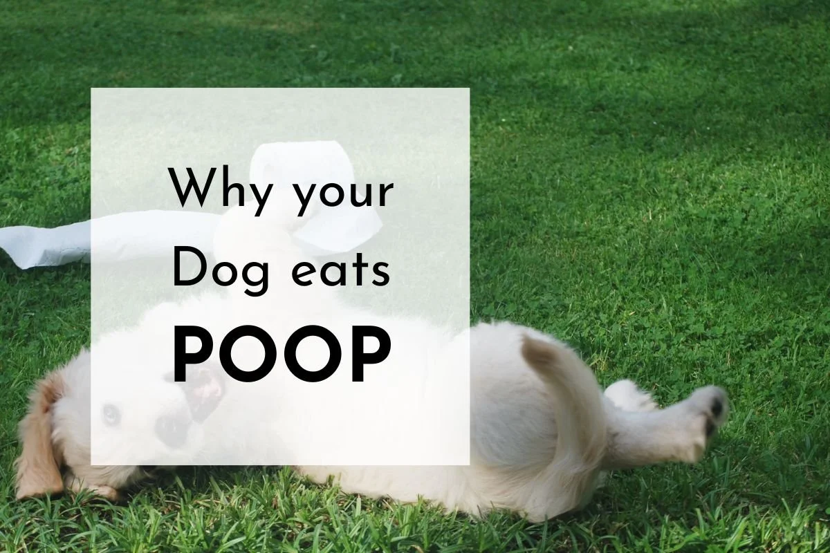 Why does my Dog eat Poop?