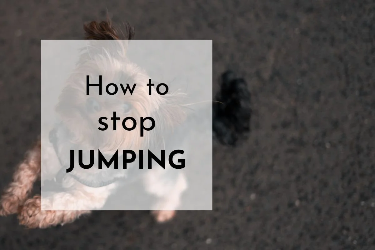 How To Stop Your Dog from Jumping