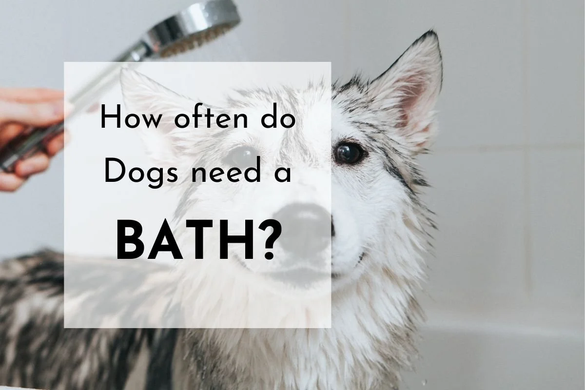 How Often Does My Dog Need a Bath?