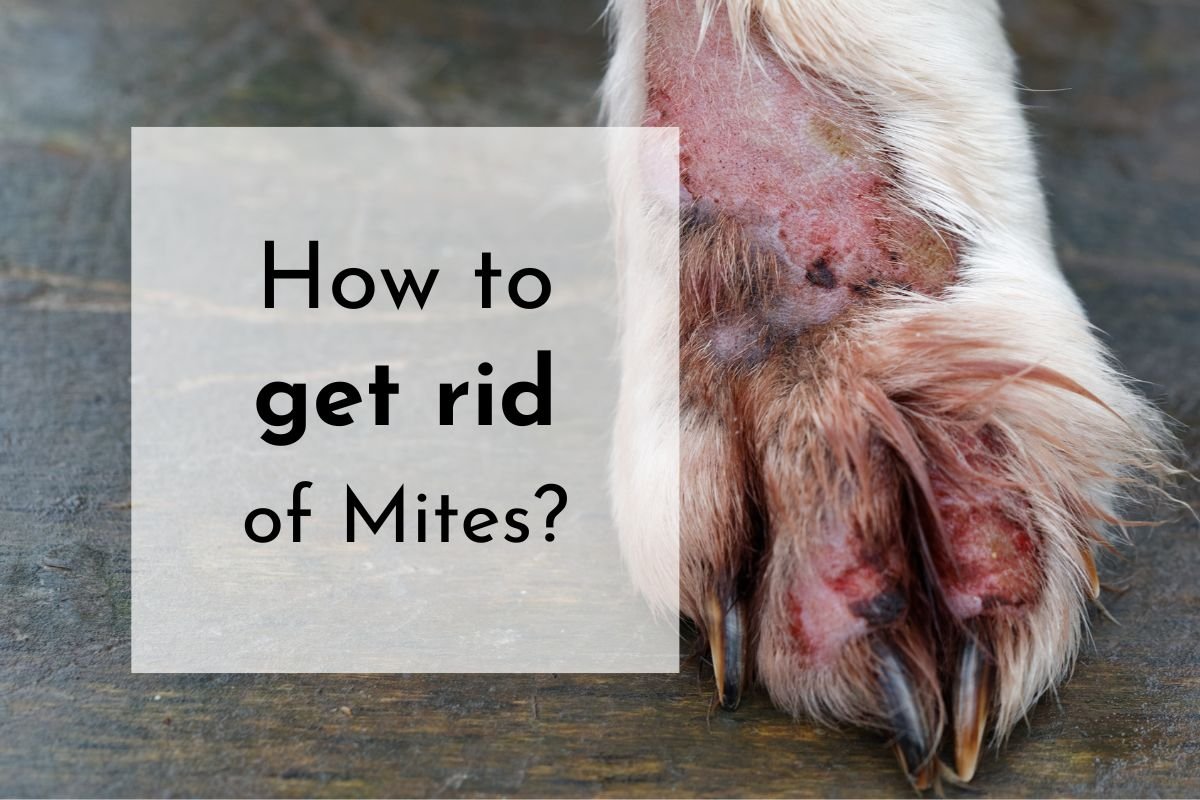 Dealing with Mites on Your Dog