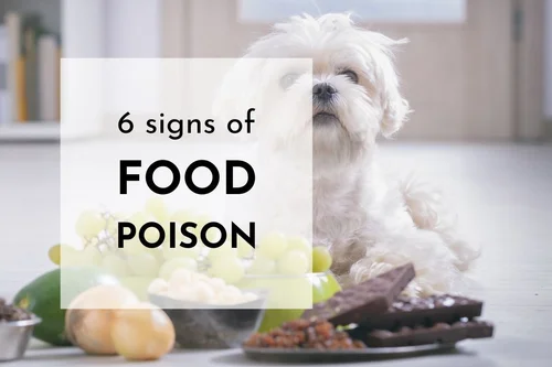 Can a Dog Get Food Poisoning? Crucial Facts to Know