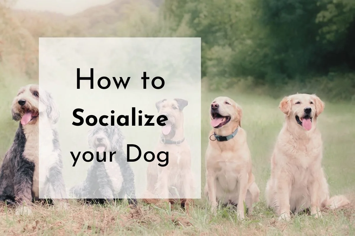 How to Socialize a Dog
