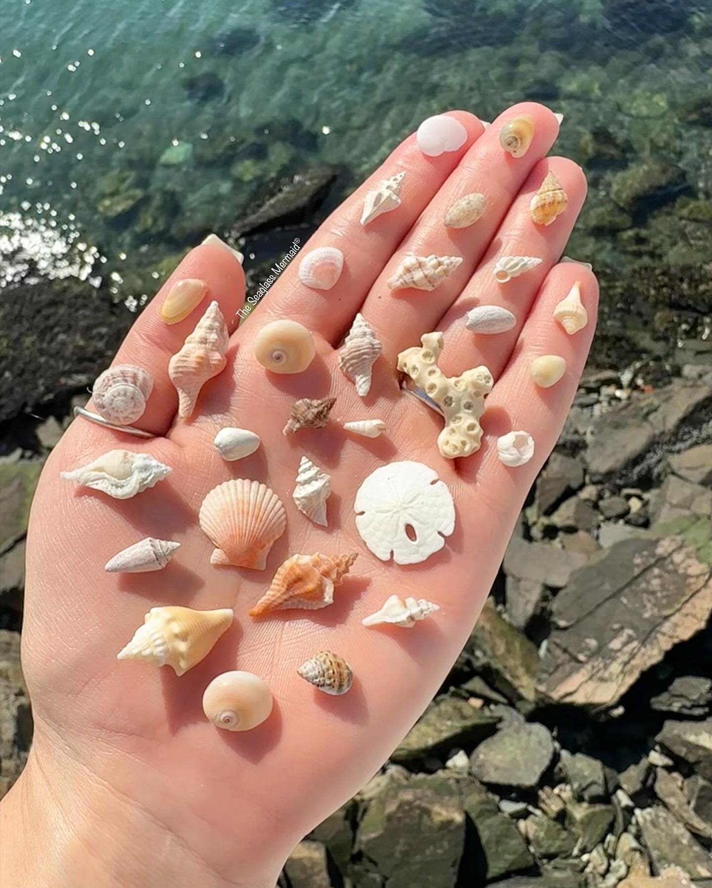 Favorite tiny shells from Florida 🐚 #tinytuesday

#shells #seashells #shelling #shell #sanddollar #scallopshell #coral #sharkeye #whelk #florida #travel #shellyeah #beachcombing