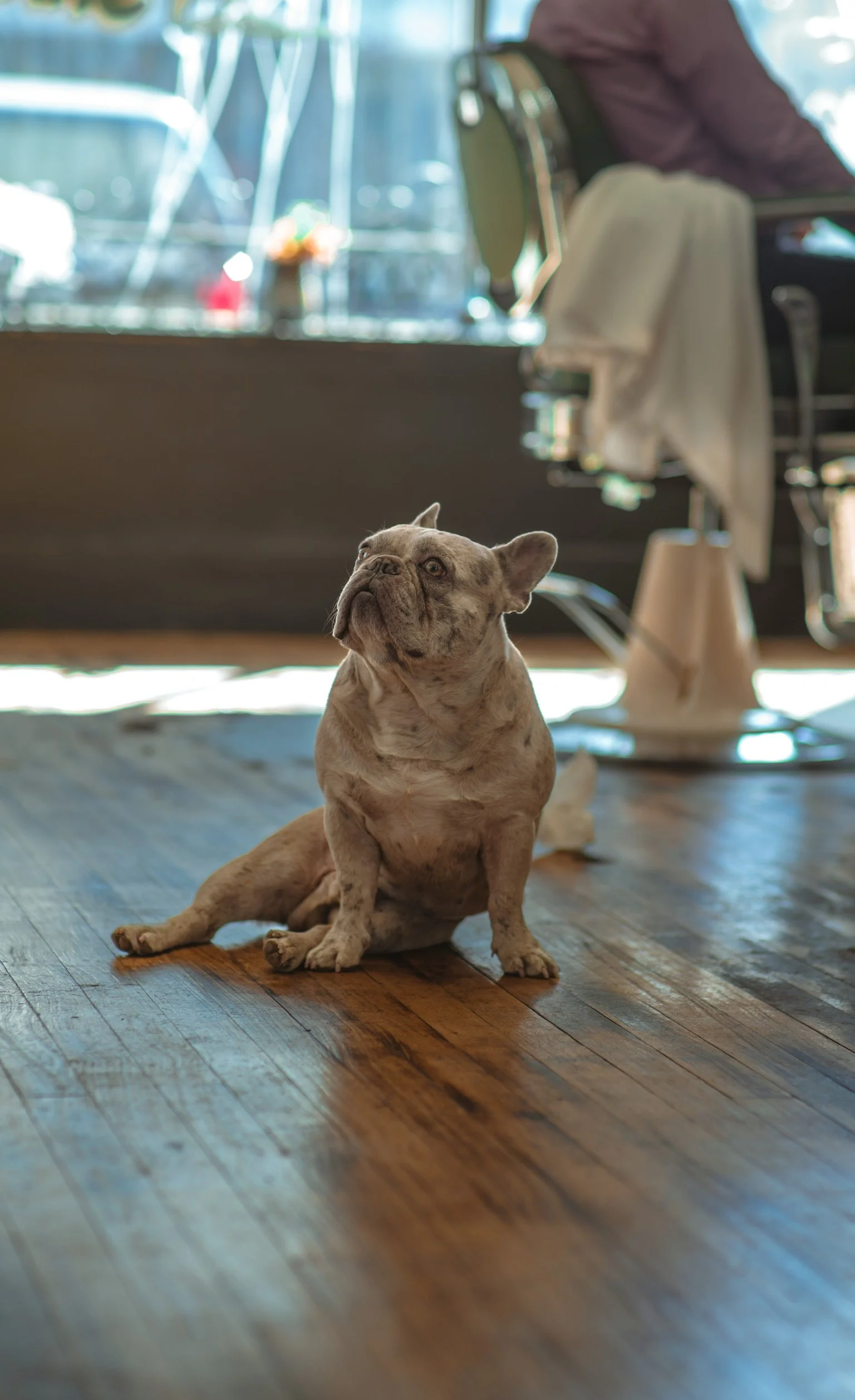 Campion, a french bulldog sitting on the floor.