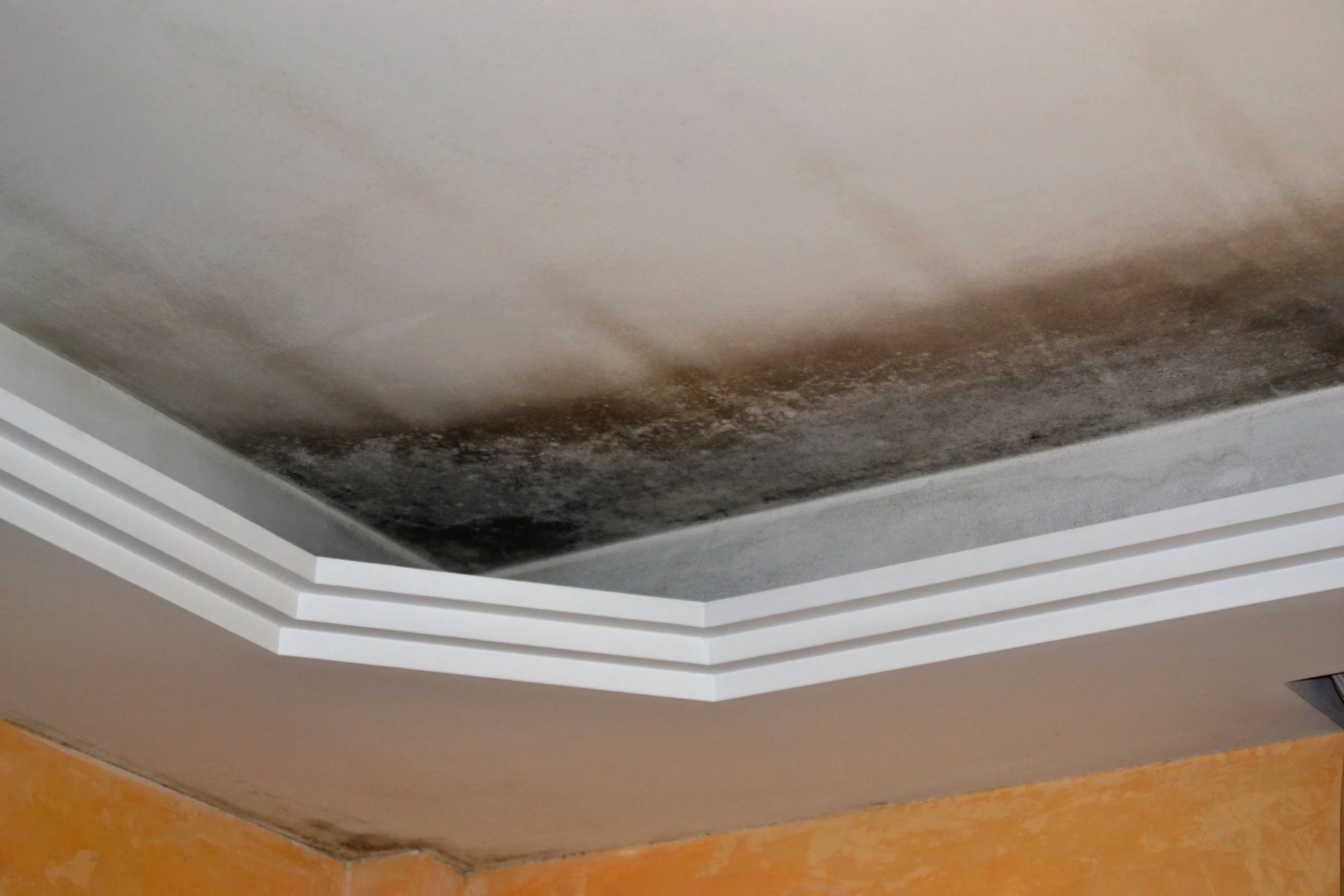 mold-ceiling-home.jpeg
