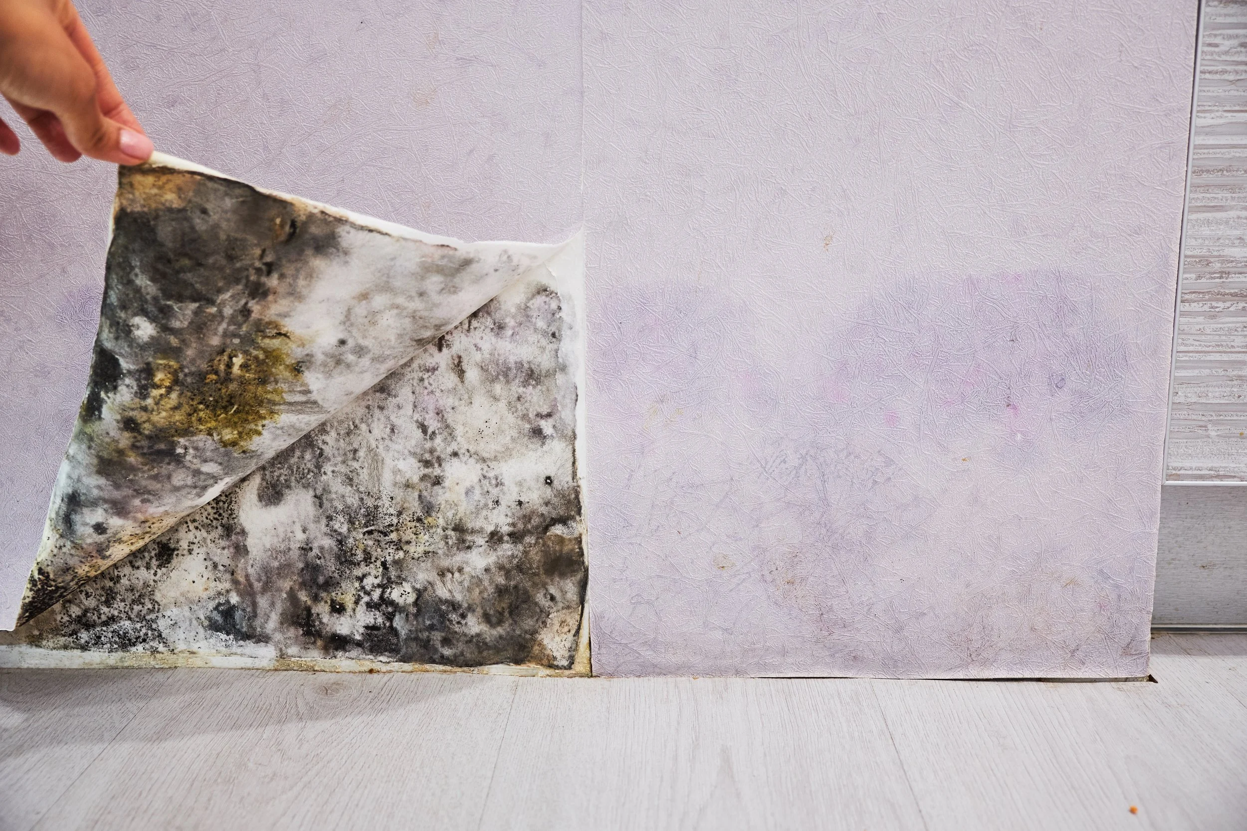 mold-under-wall-paper.jpeg
