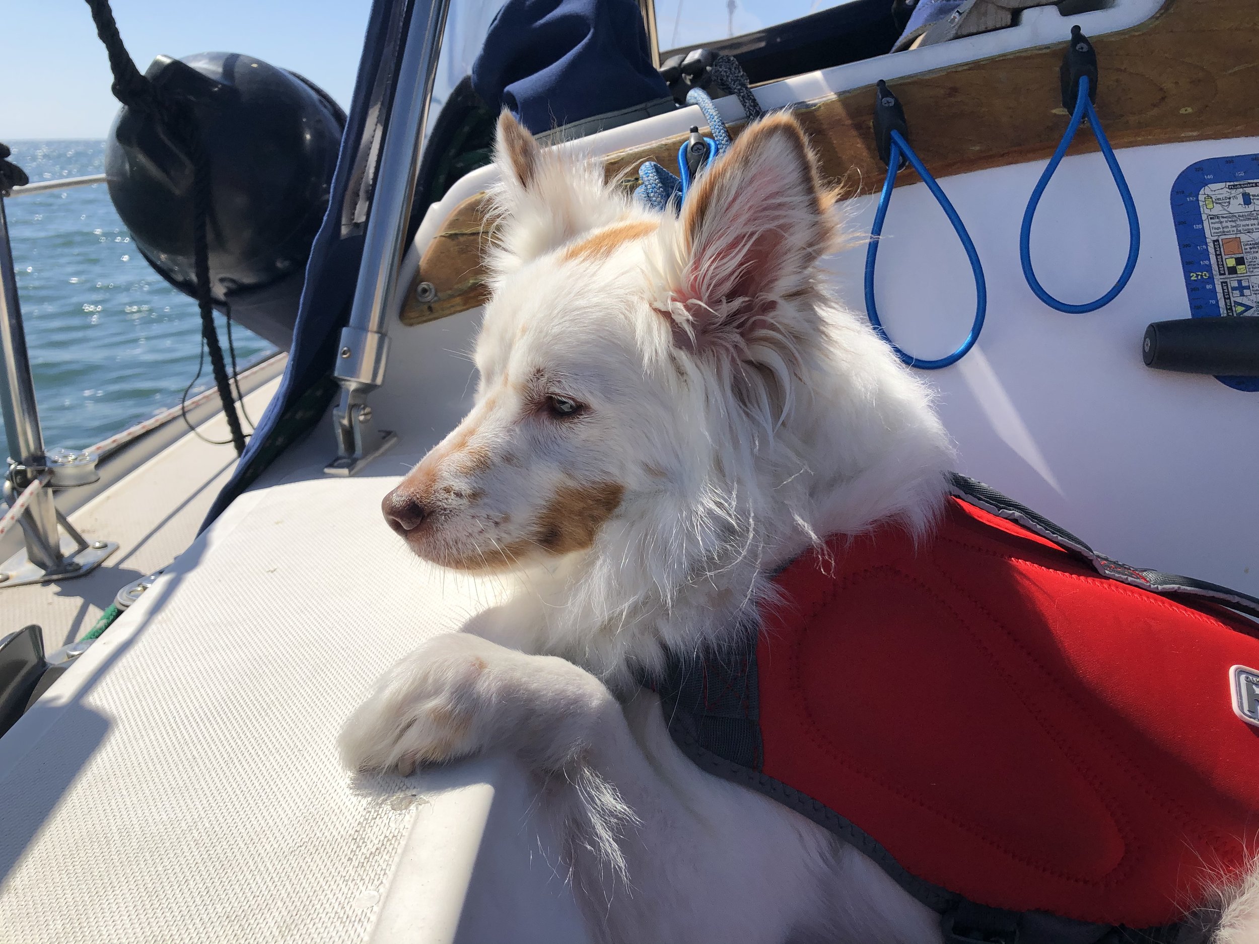 Our Little Sea Doggie!