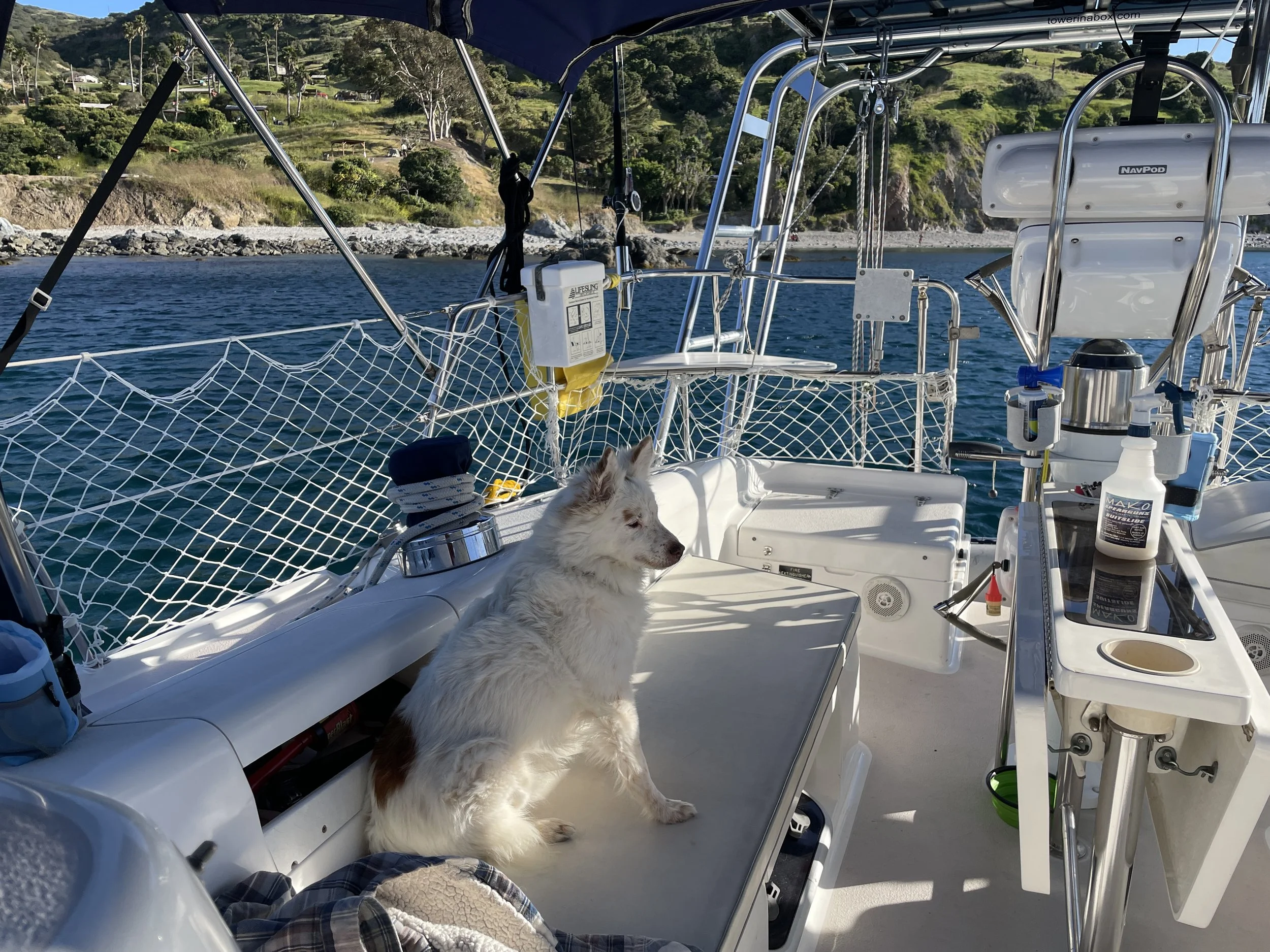 Zephyr not barking at birdies or boats.