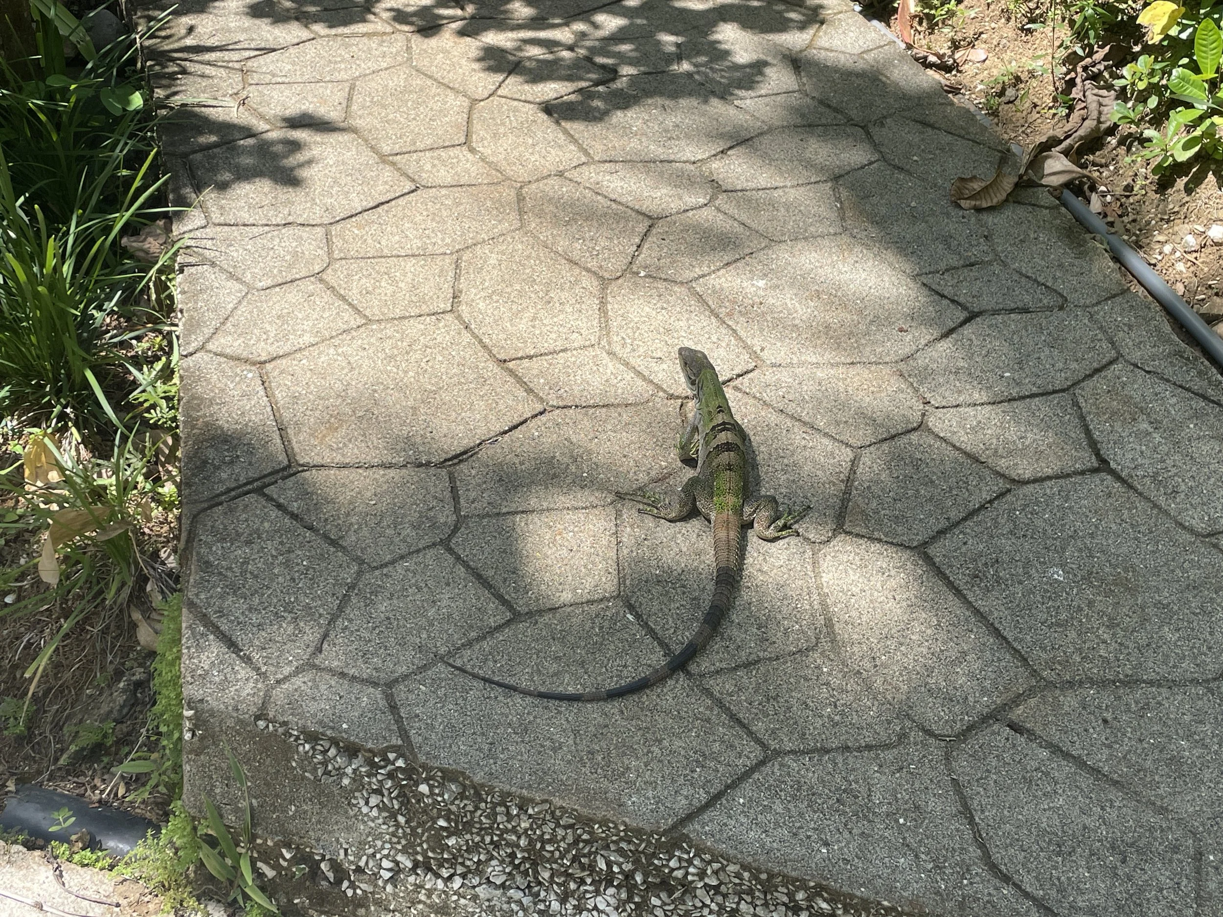 One of the smaller iguanas