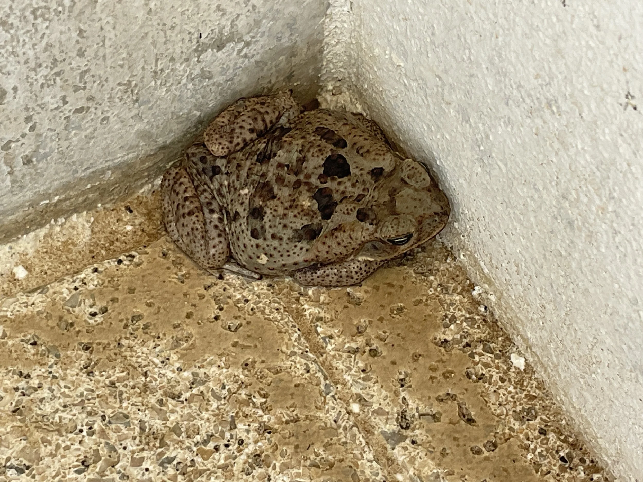 Mr. Toad 
