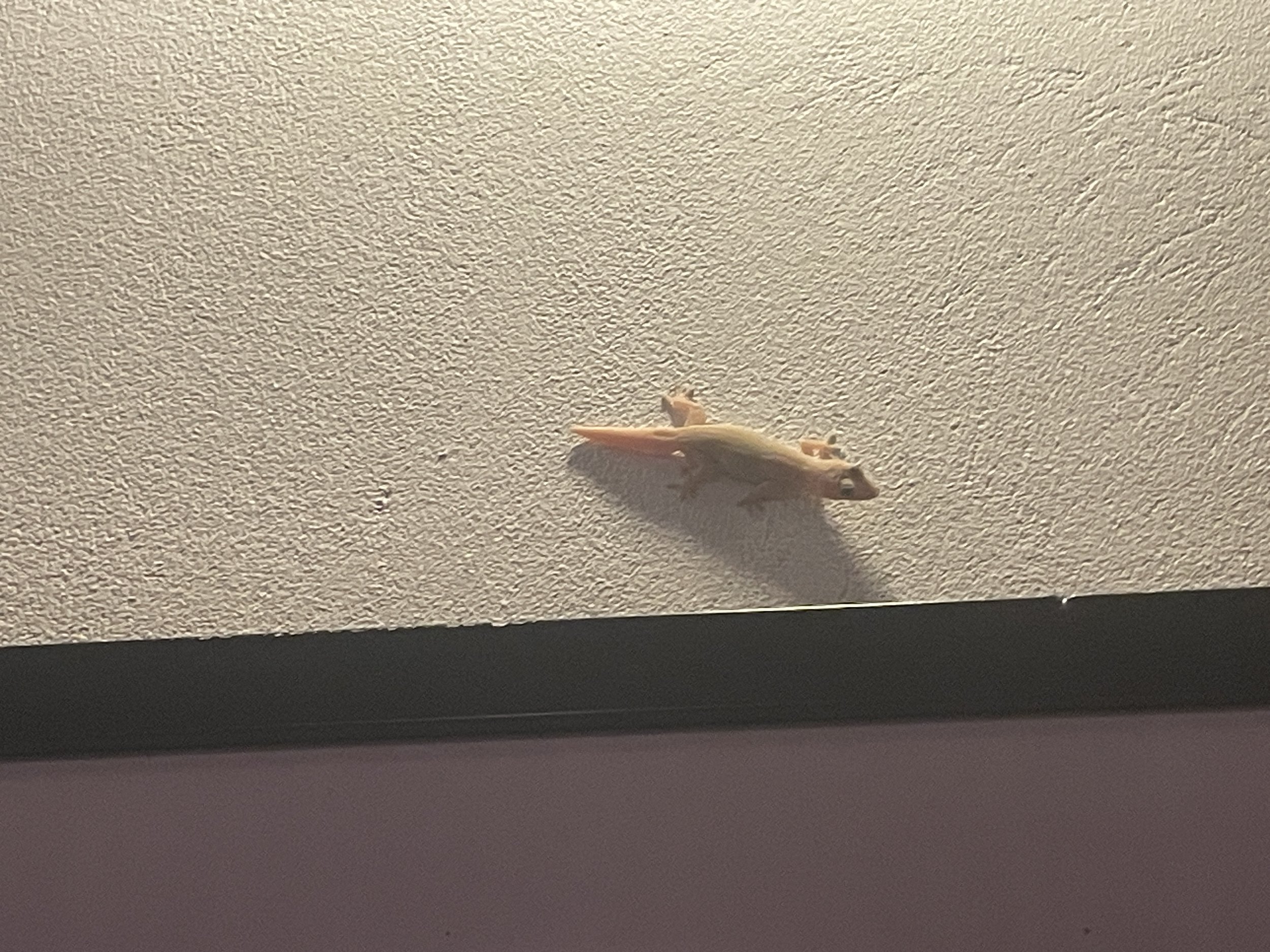 Albino gecko