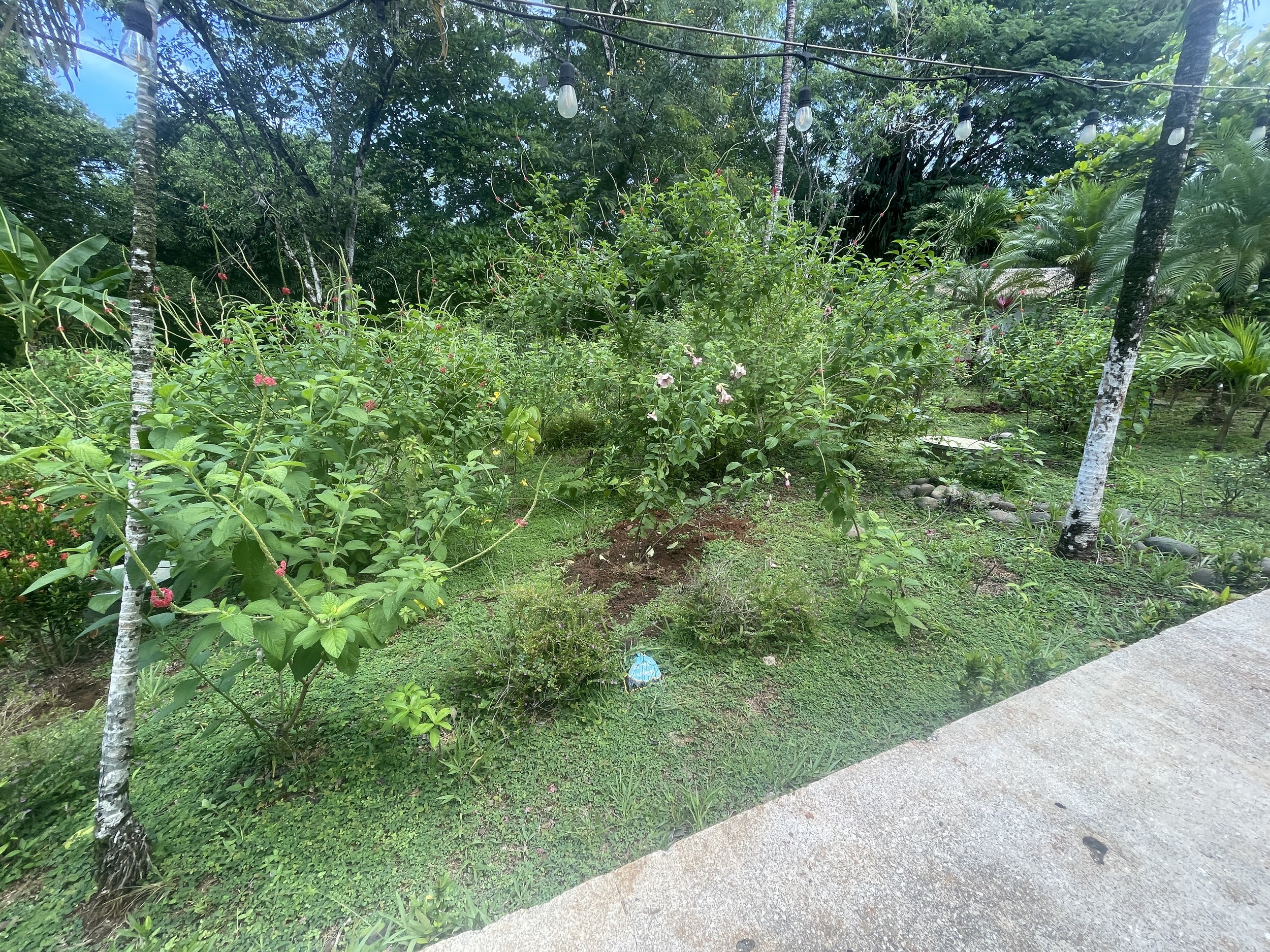 Butterfly garden