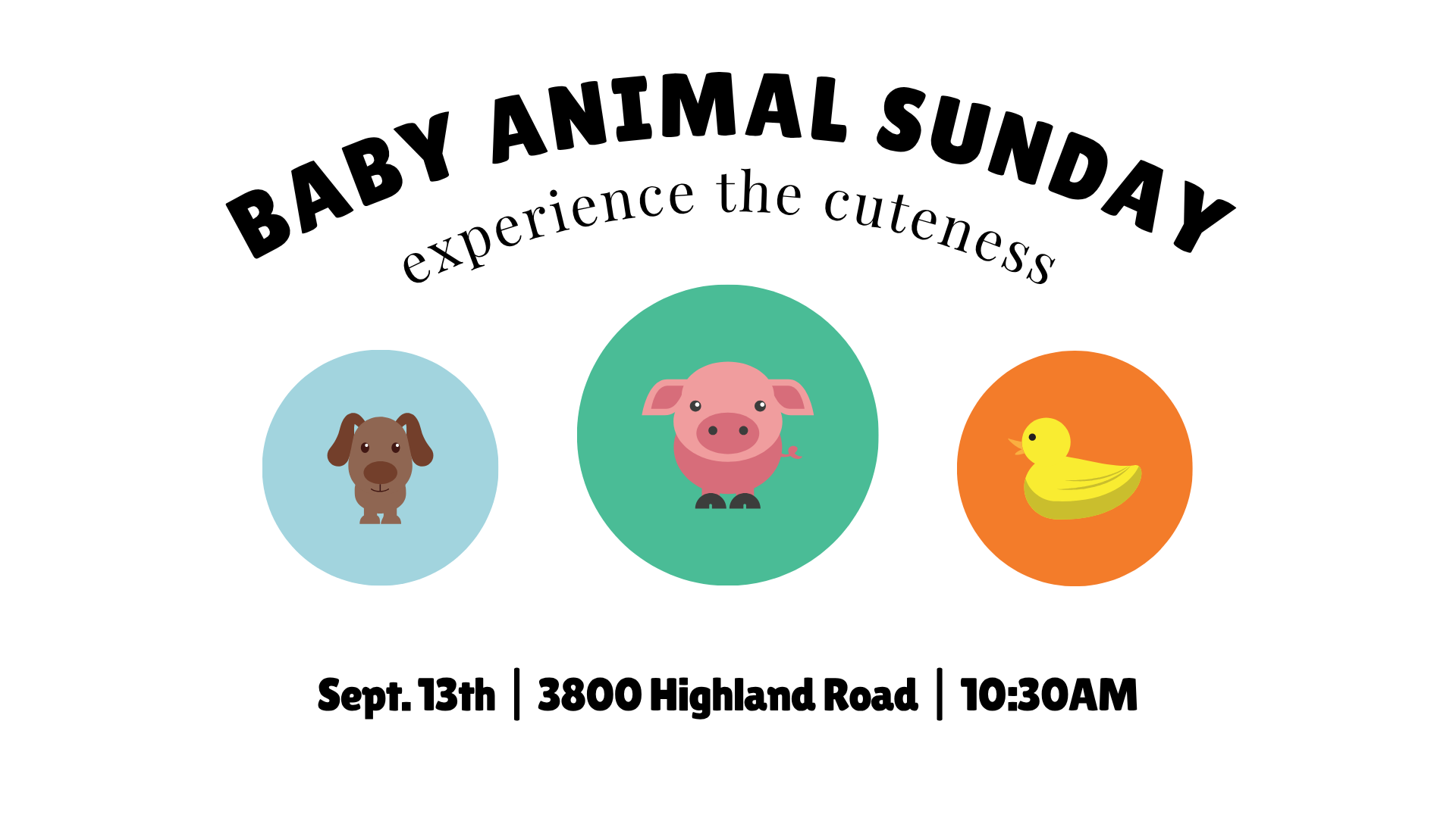 Baby Animal Sunday