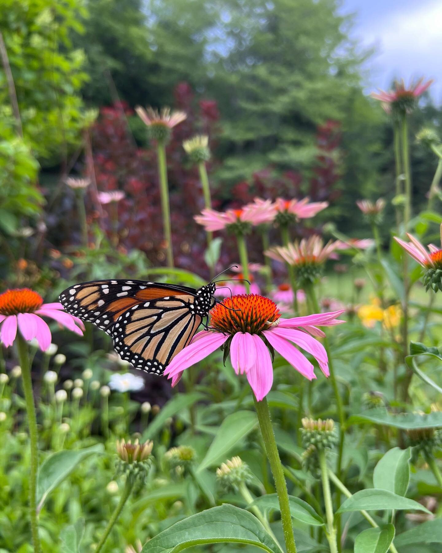 Height of summer heading into a beautiful weekend! 
#nativeplants #landscapearchitecture #residentiallandscapearchitecture #siteformstudio #stowevermont
