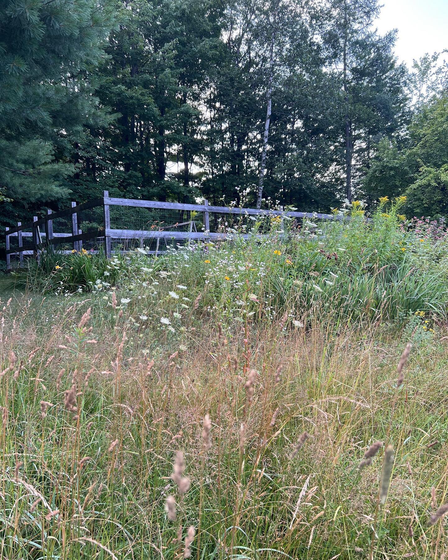 Morning light at the home garden. Where the #nativewildflowers are mixing with the perennial gardens and #nomowmay turned into #nomowsummer! #siteformstudio #residentiallandscapearchitecture #wildflowermeadow #nativeplants #landscapeecology