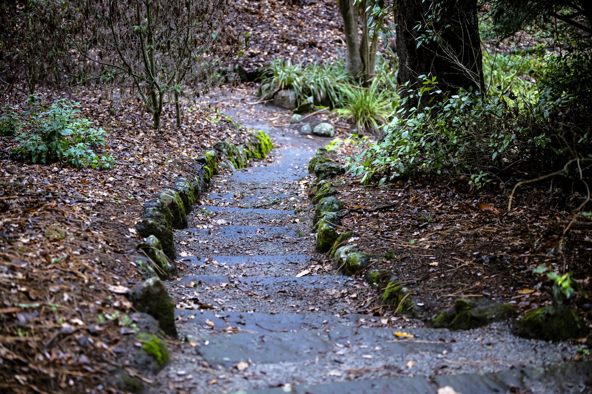 Kyneton_Botanical_009.jpg