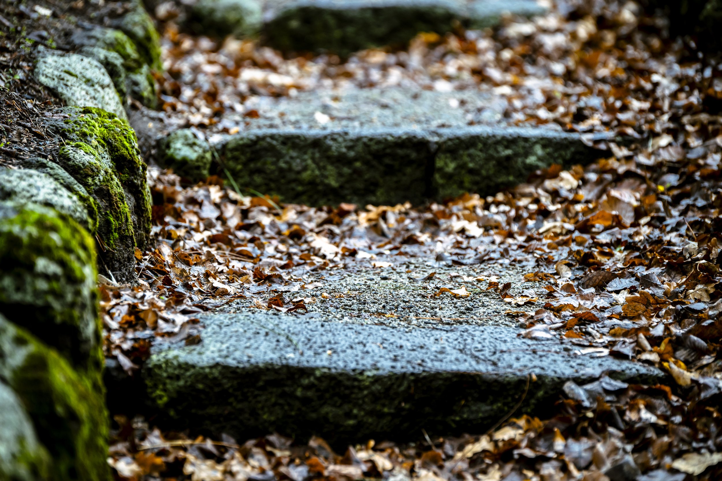 Kyneton_Botanical_006.jpg