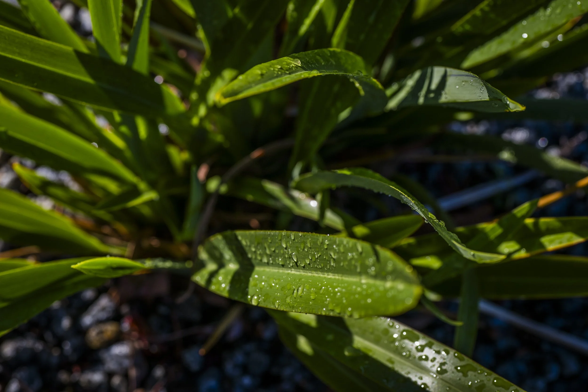 250206_GisbBot_hi_res_013.jpg