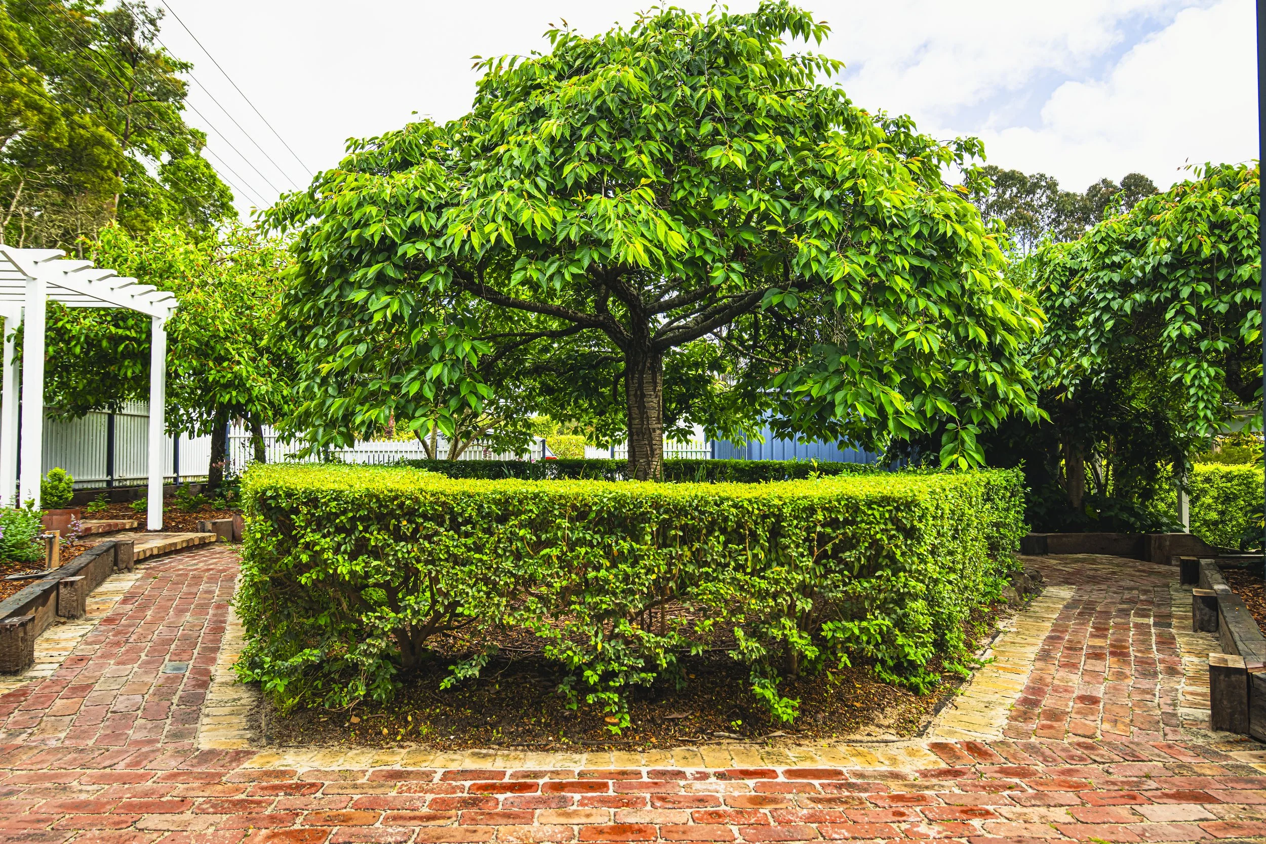 GingkoYards_251127_005.jpg