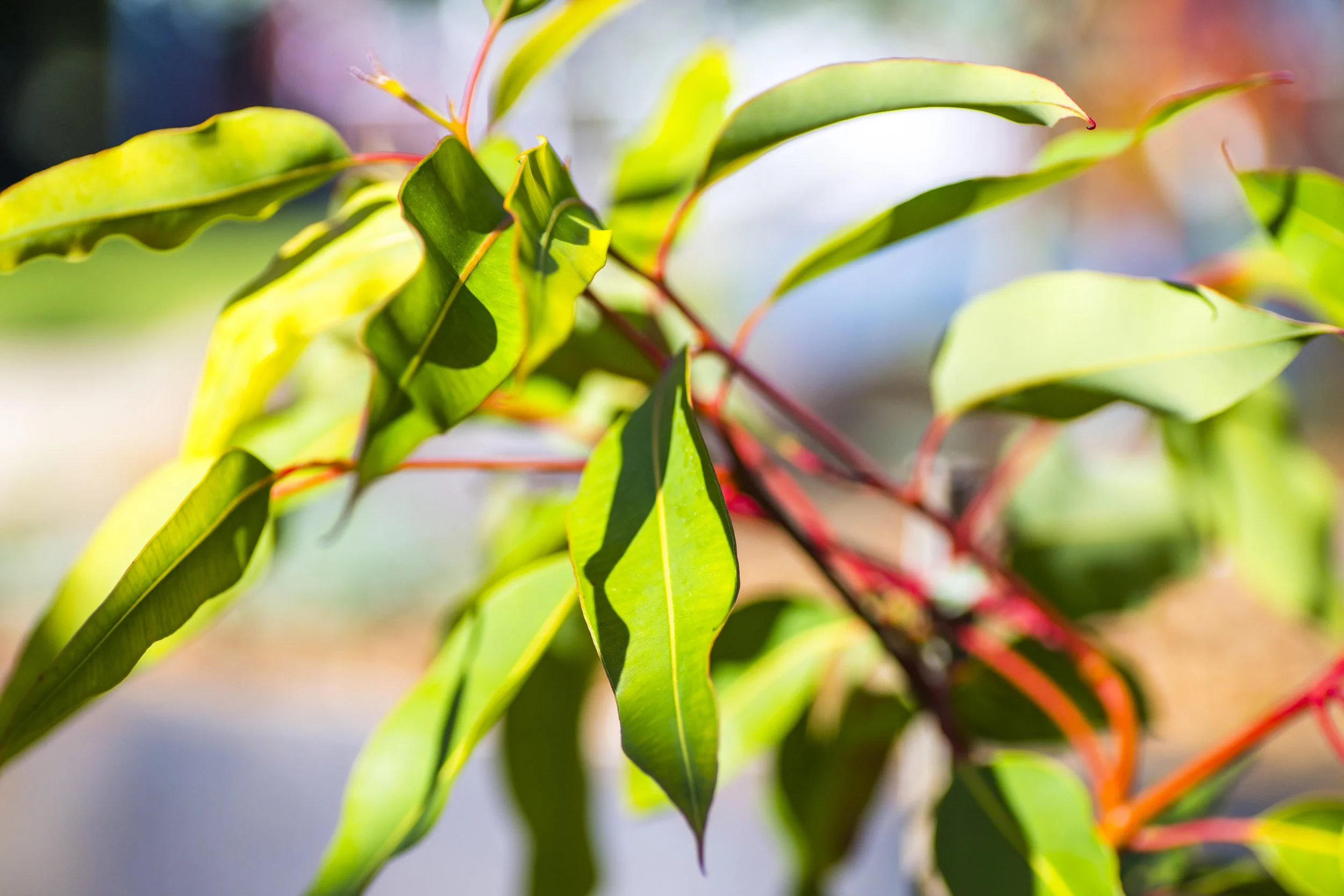 GinkgoYards_260501_061.jpg