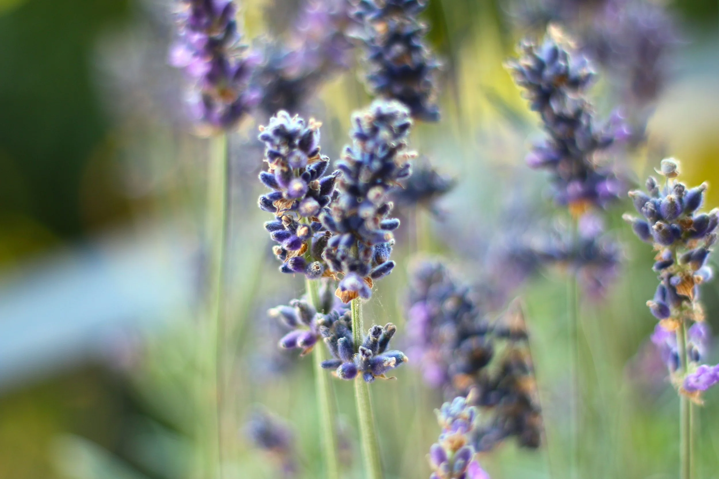 Close-up of purple lavender flowers with a blurred green background.