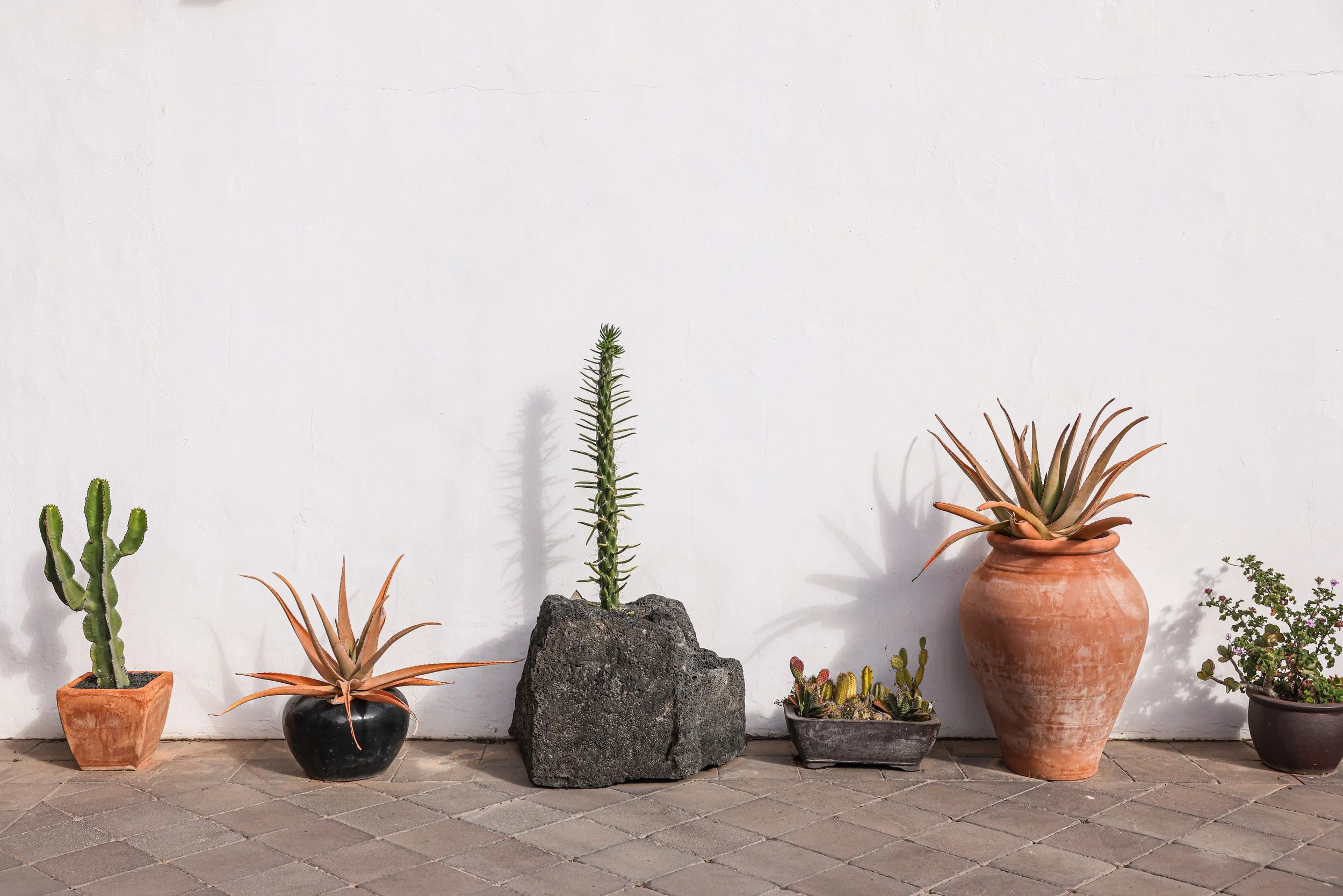 Various potted cacti and succulents arranged against a white wall, with a large rock in the center
