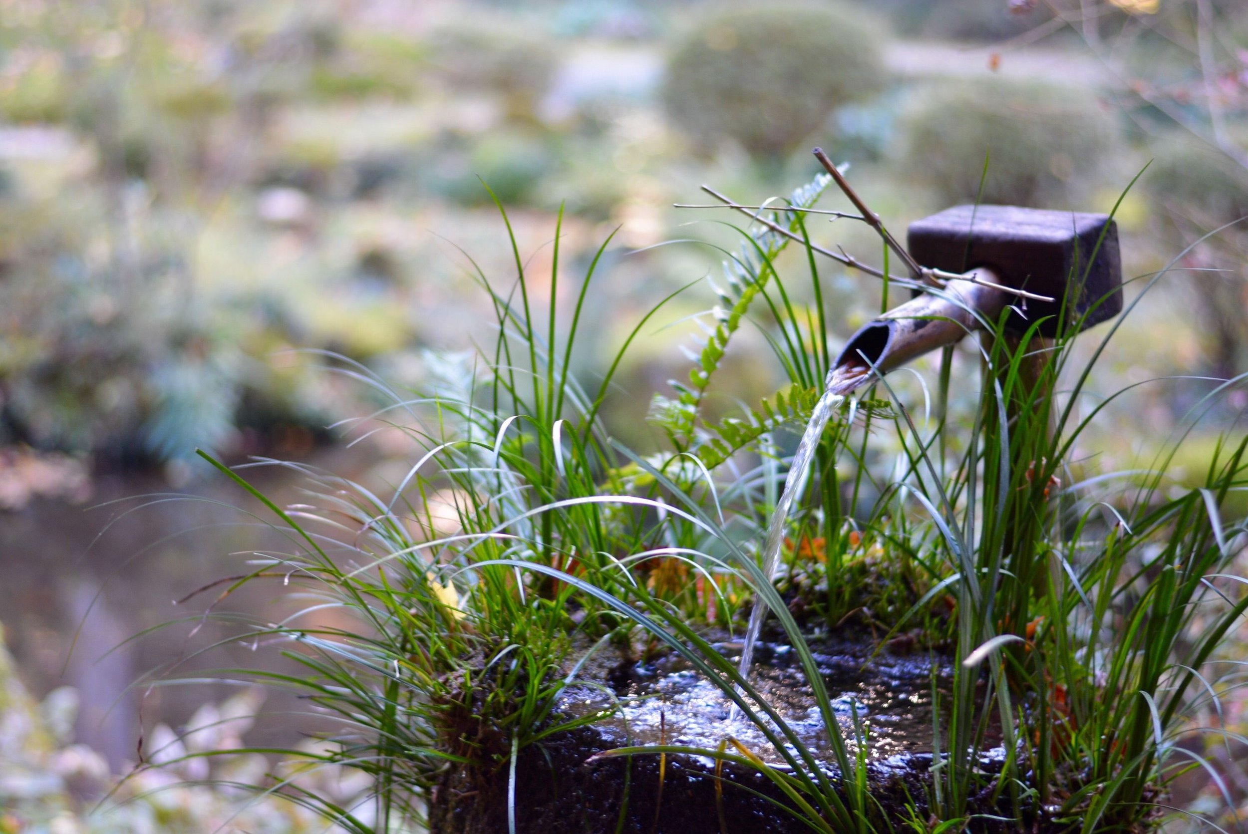Close-up of a small outdoor water fountain with bamboo spout pouring water over green grass and moss, blurred natural background.