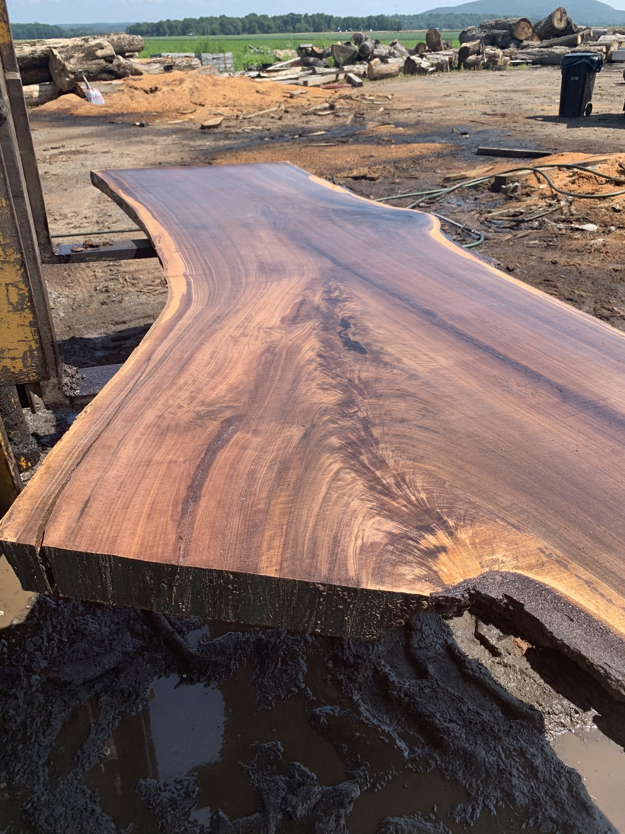Black Walnut W7523- 3
