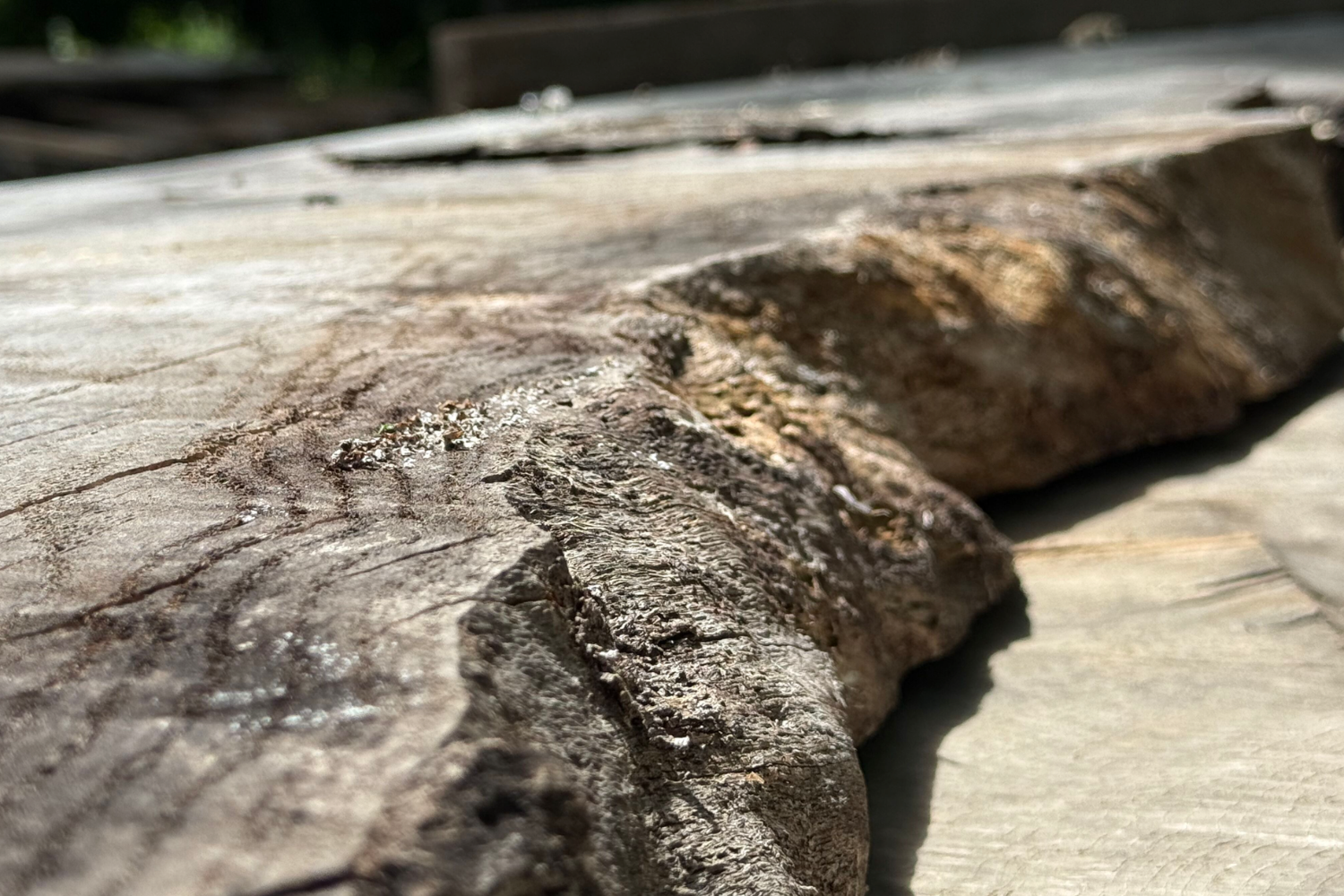 Photo of raw live edge from Rescue Slabs