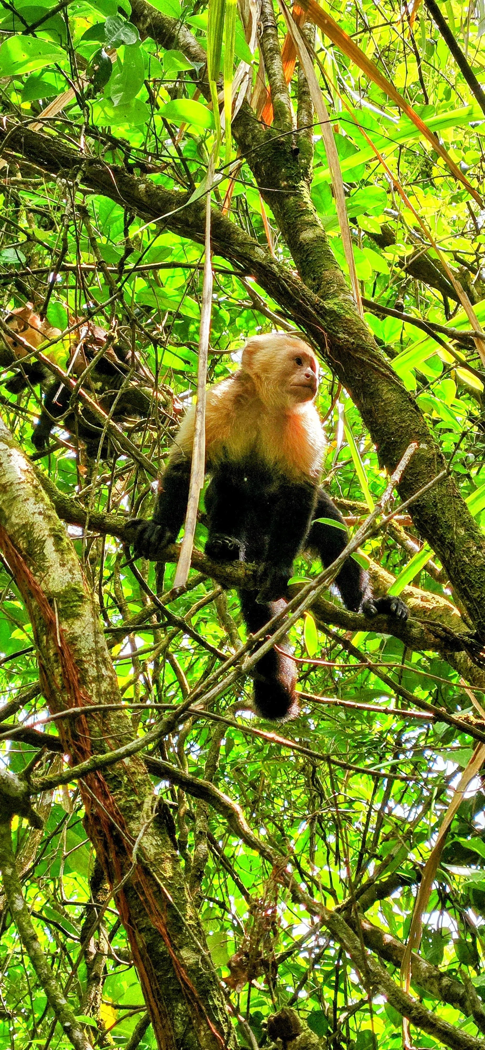 CostaRicaMonkey.jpg