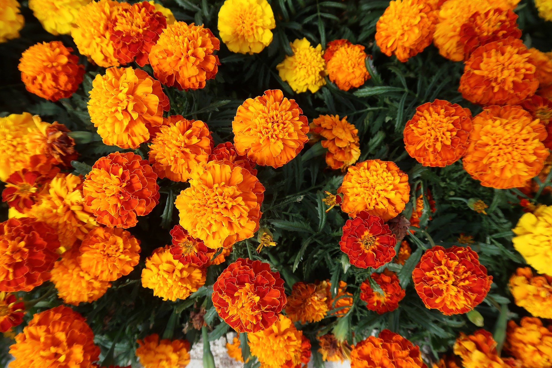 marigold-4695184_1920.jpg