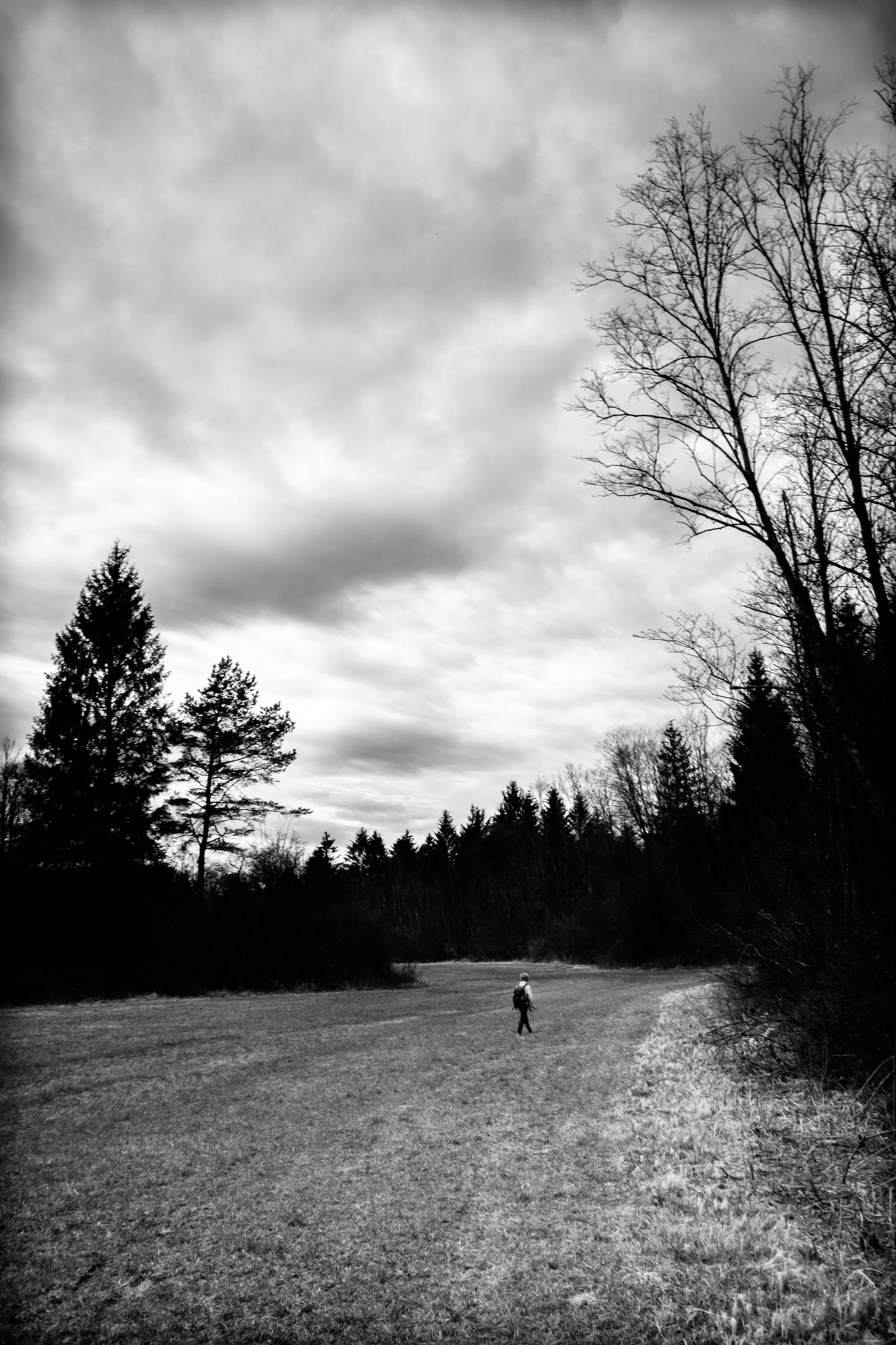 Forest-2.jpg