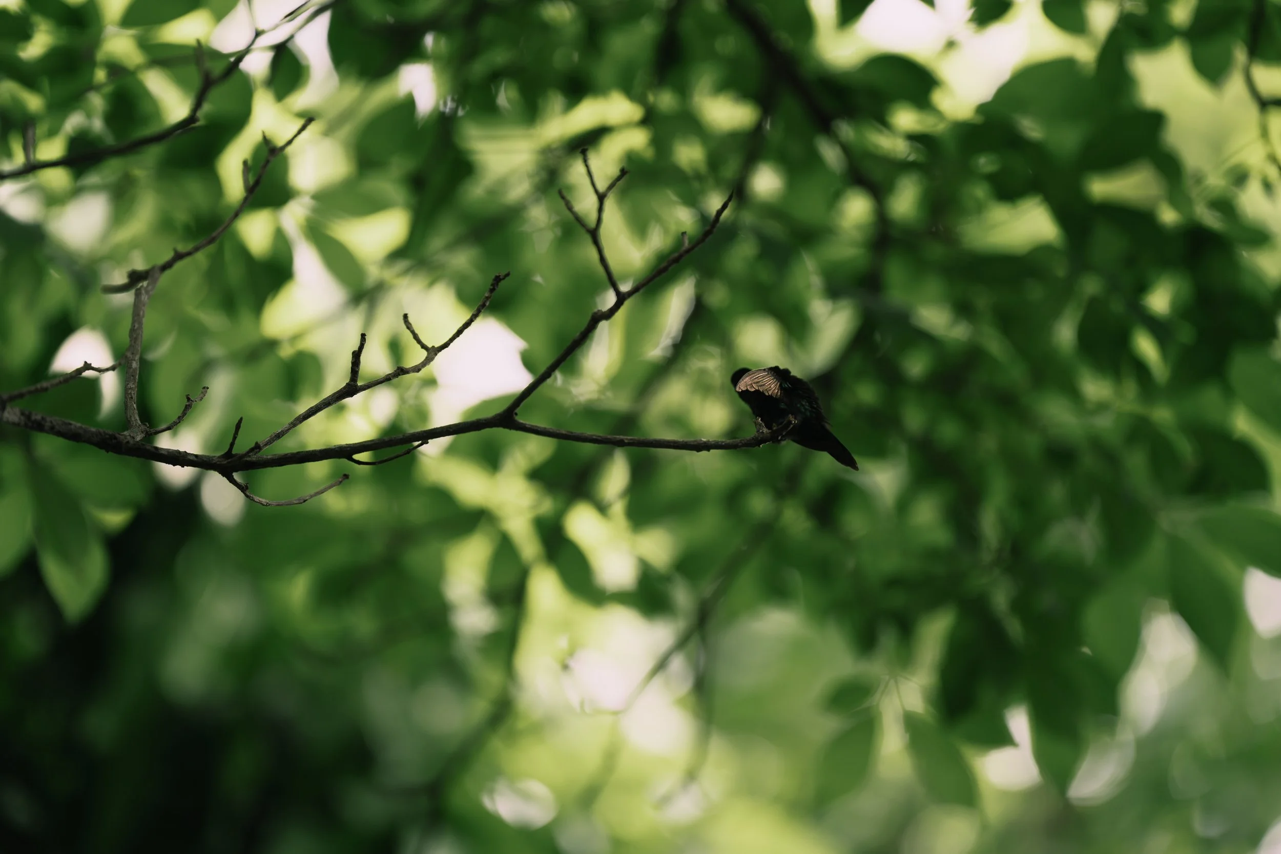 hummingbird-4.jpg