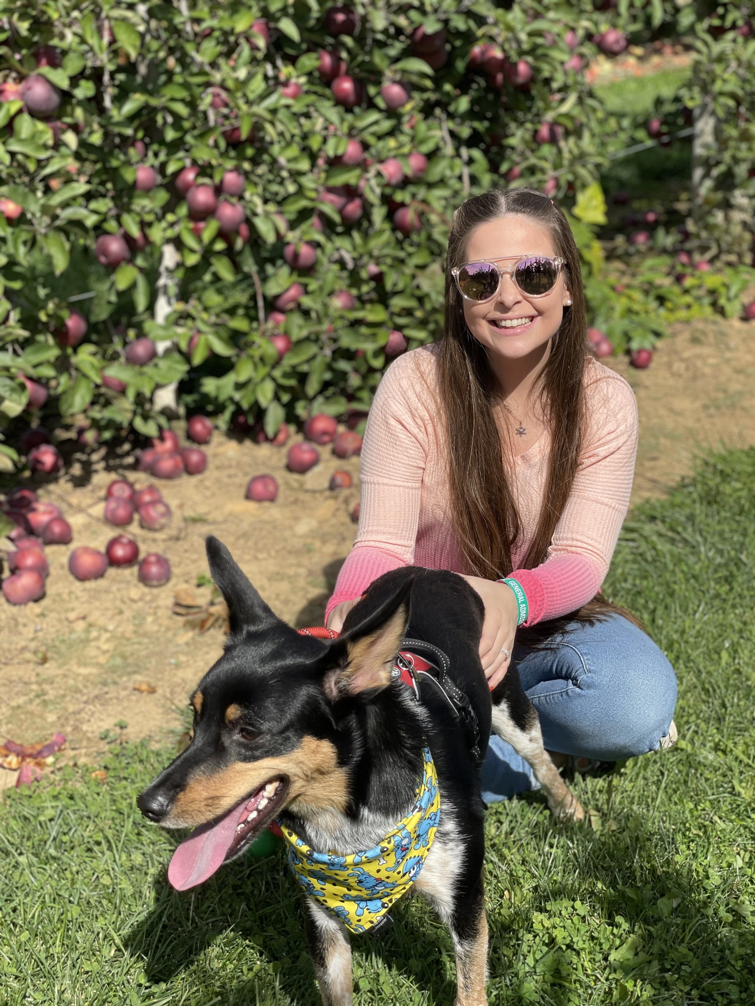 A young woman with long brown hair, sunglasses, and a light pink long sleeve shirt sitting on the grass outdoors with a black and tan dog wearing a yellow bandana with a blue dog pattern. Behind them are apple trees with many red apples.