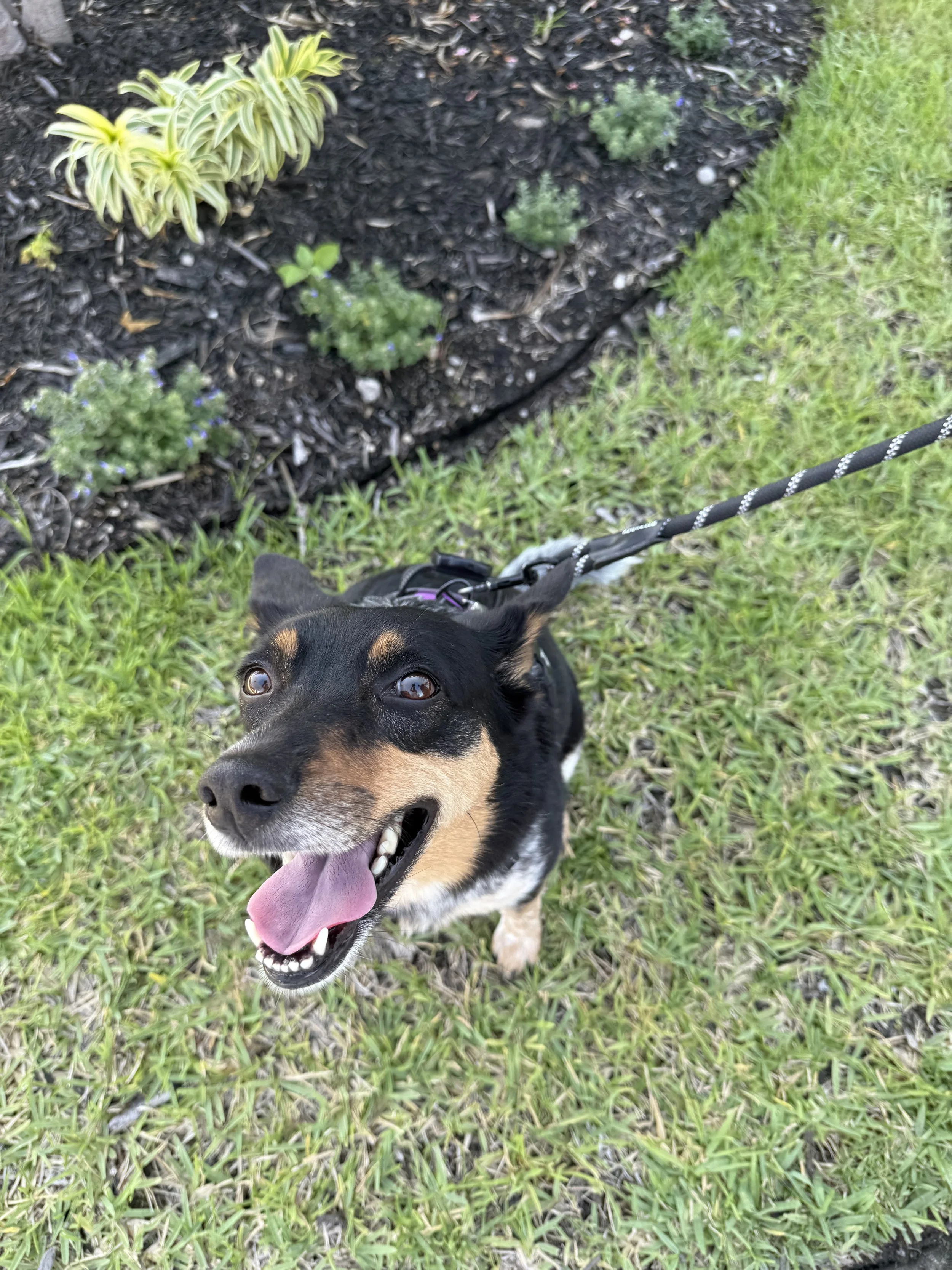 Happy dog on a leash standing on grass near a flower bed