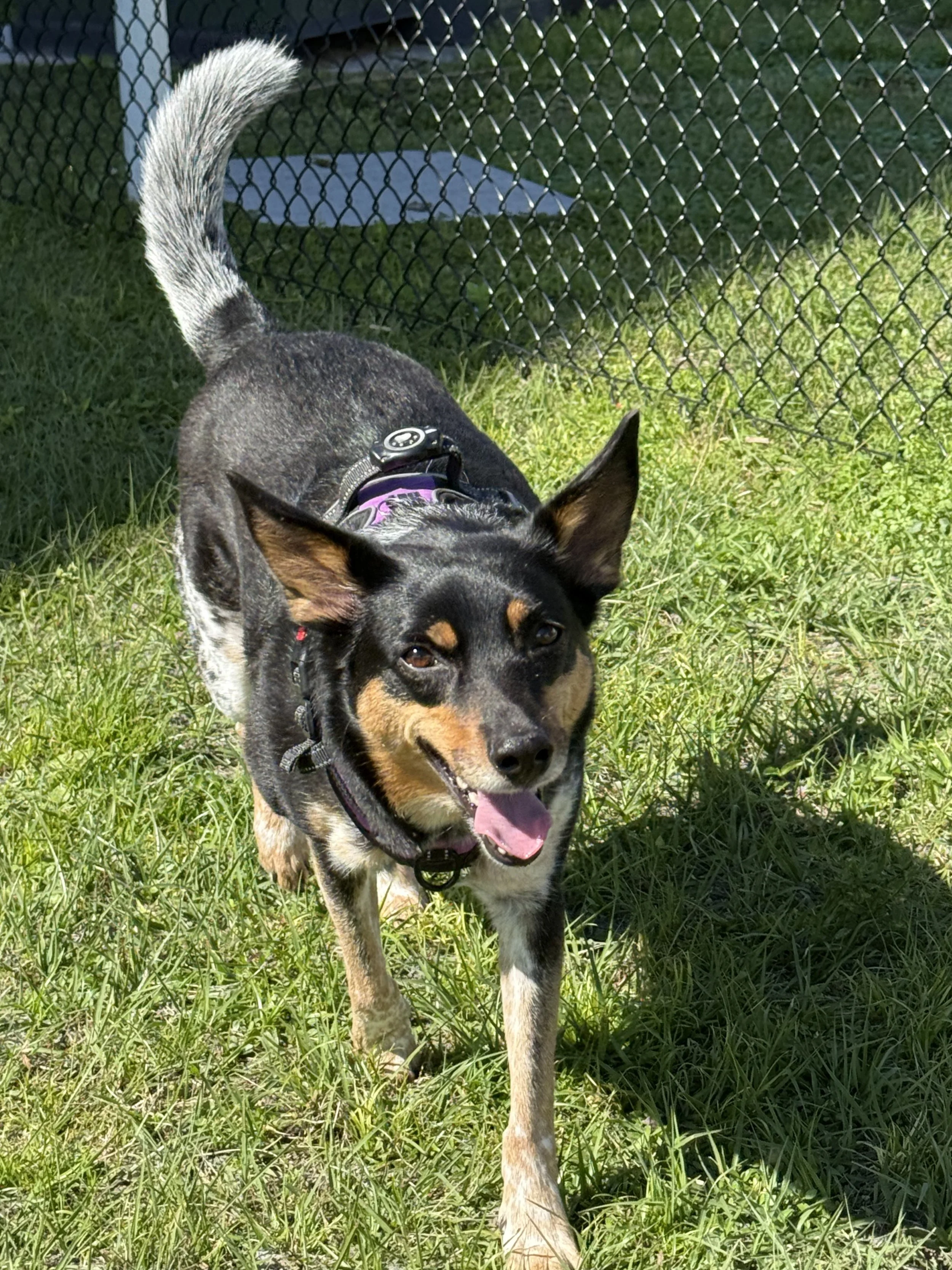 A smiling black and tan dog with a collar, walking on green grass near a chain-link fence in sunny weather.