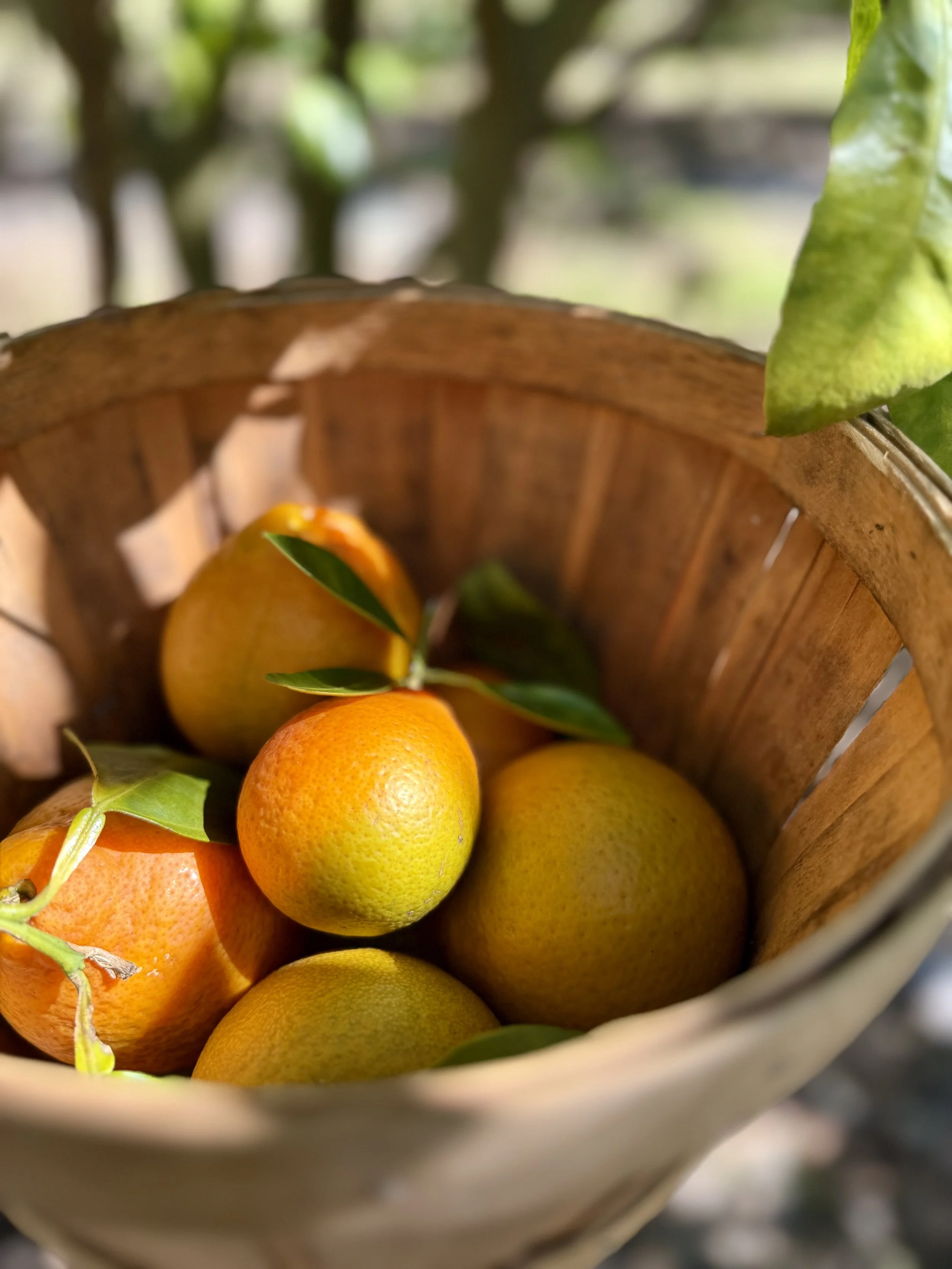 A wooden basket filled with fresh oranges, some with green leaves still attached.