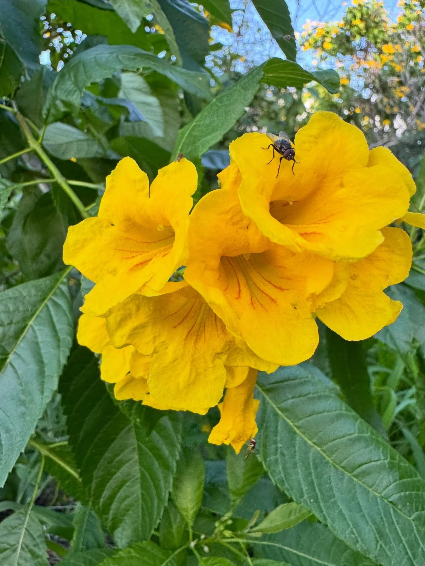 Beautiful sunset hike complete with whales, good friends and conversations, stunning views, and a heart full of joy ☀️🥰🐳